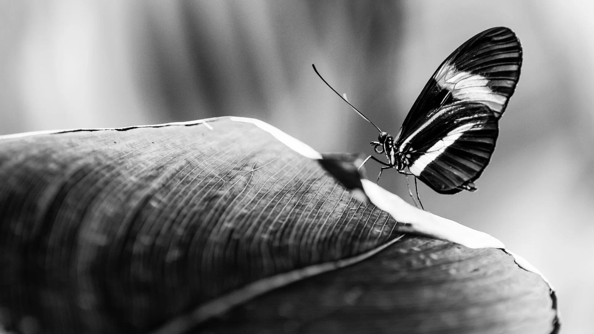insects-2.JPG