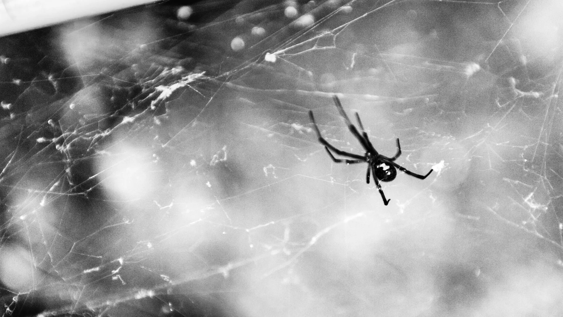 insects-5.JPG