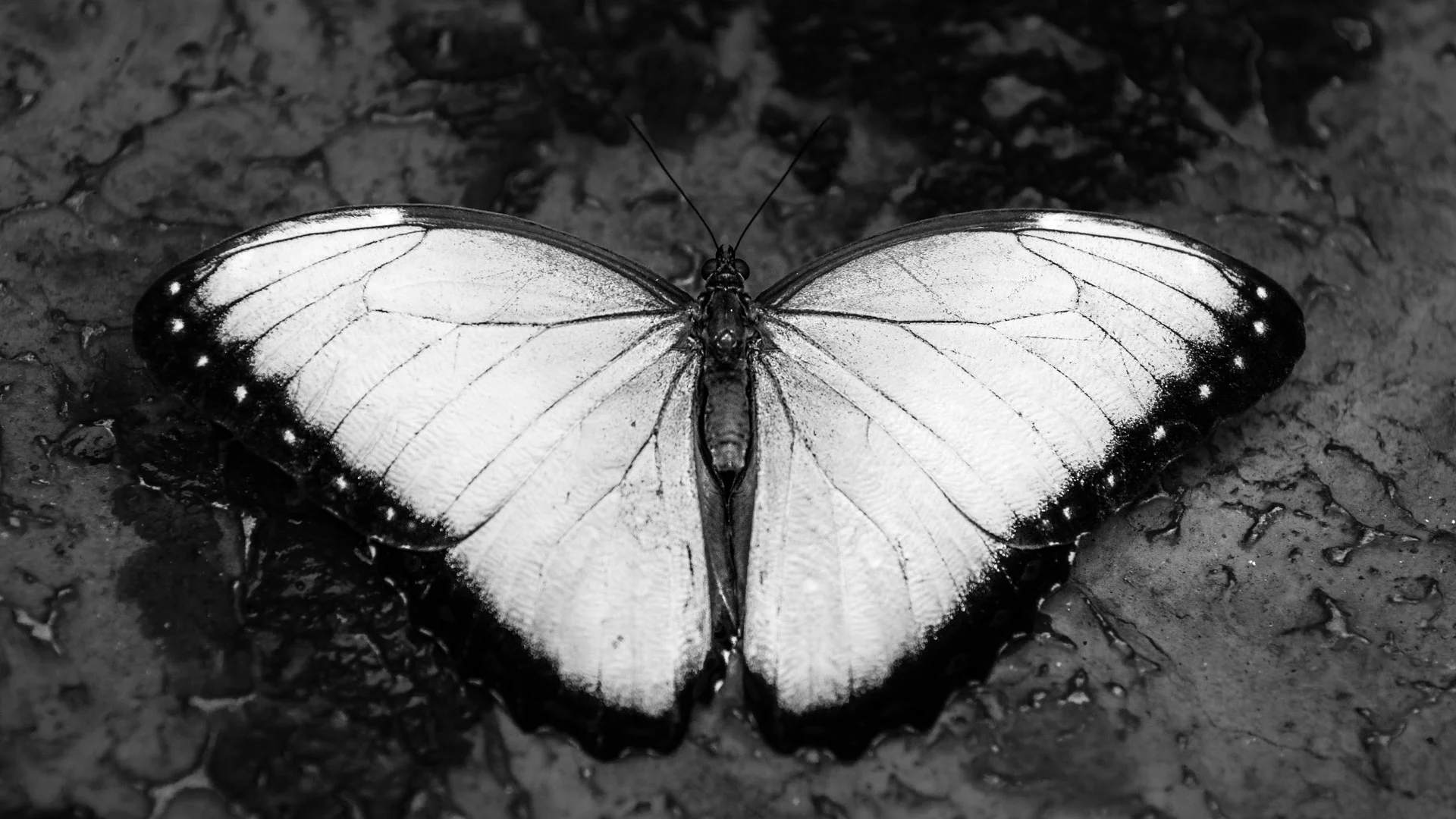 insects-8.JPG
