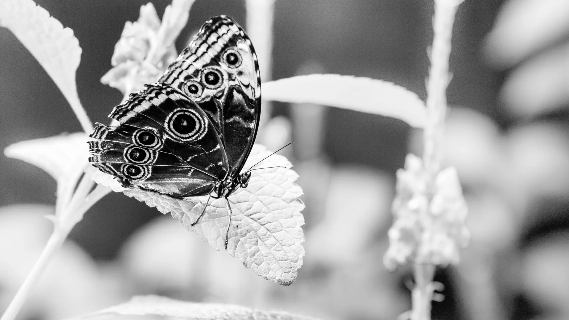 insects-9.JPG