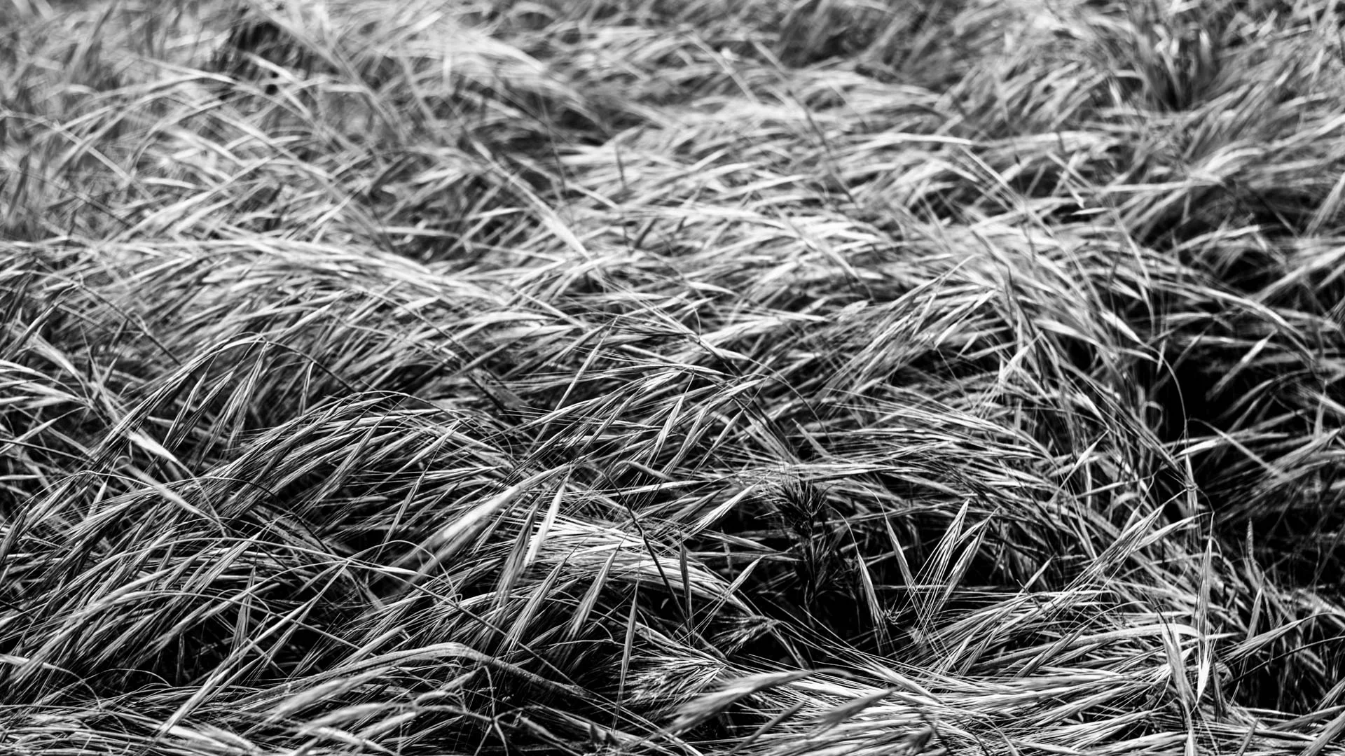 fields-1.JPG