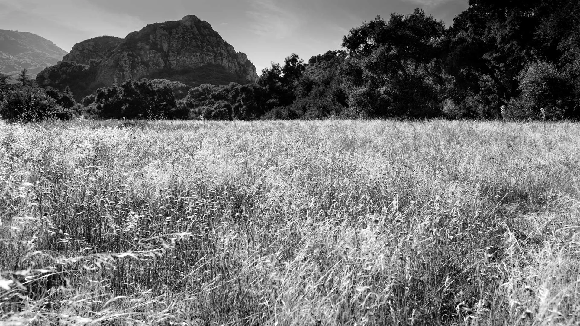 fields-2.JPG