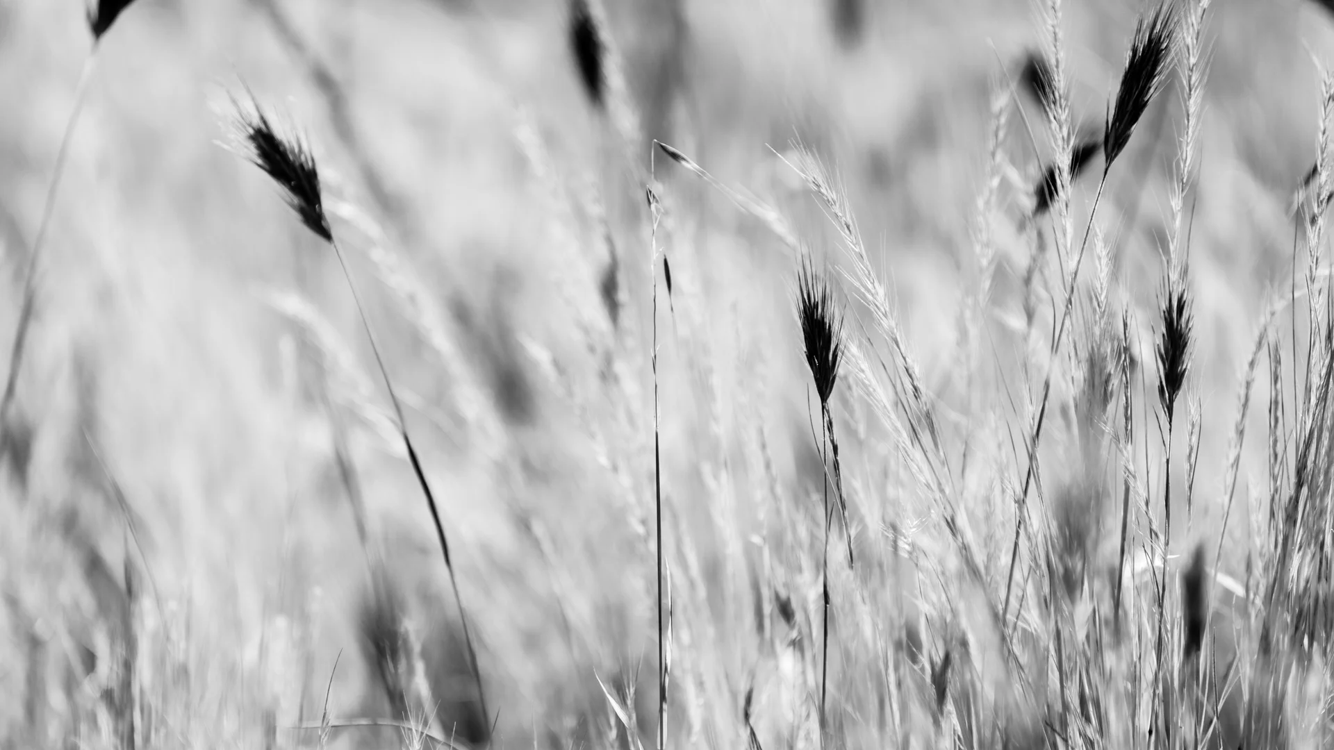 fields-3.JPG