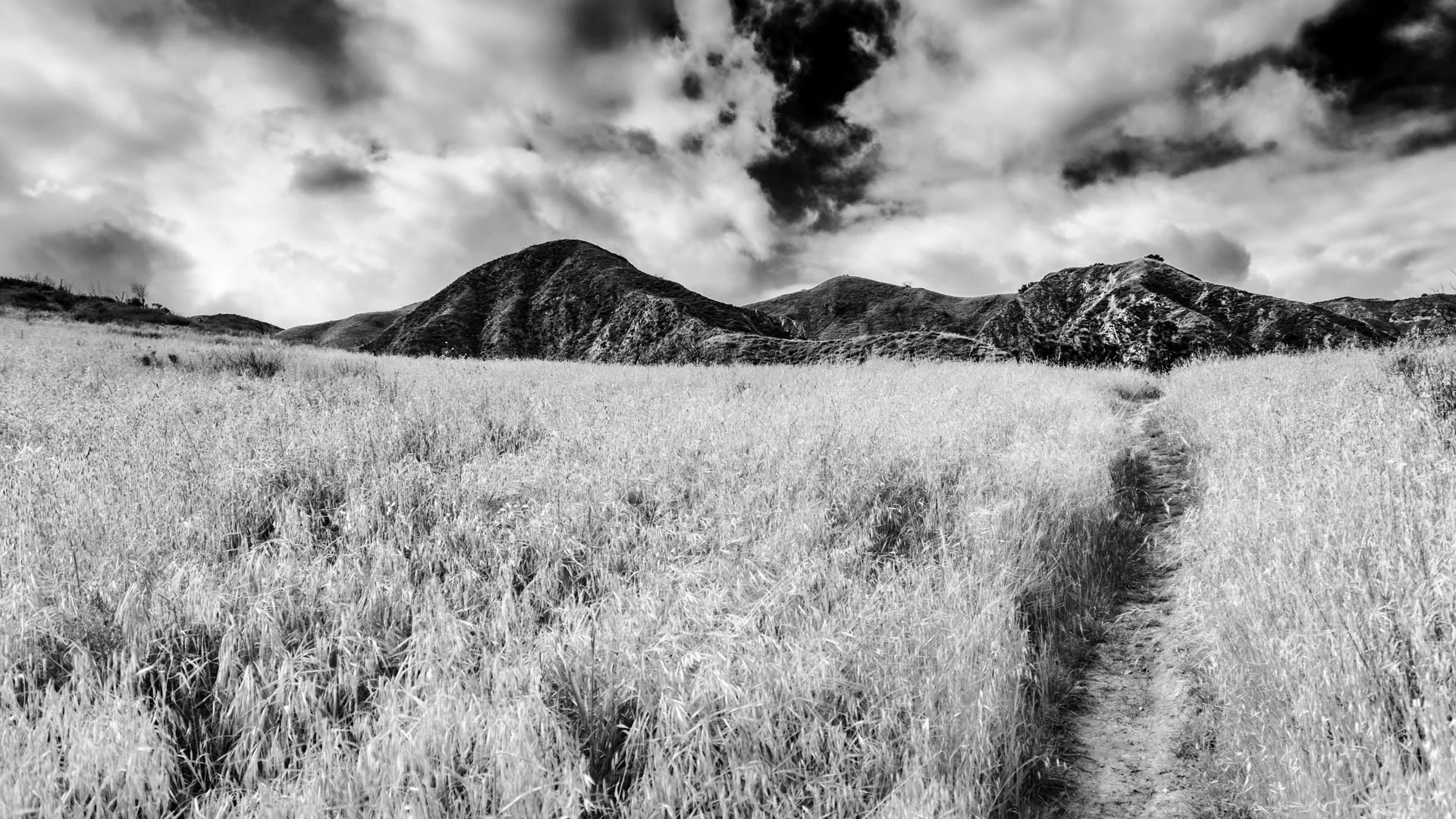 fields-4.JPG