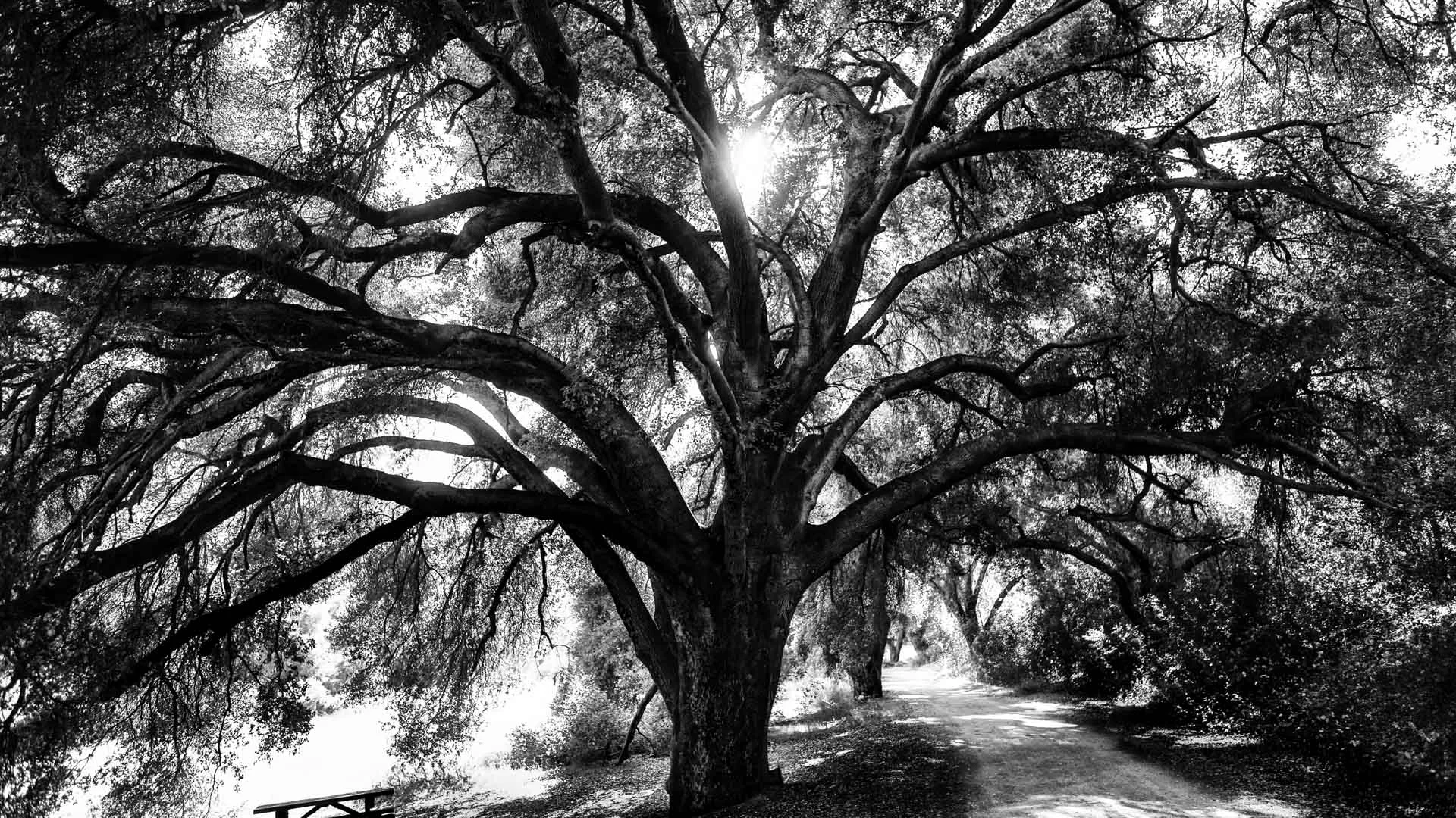 trees-1.JPG