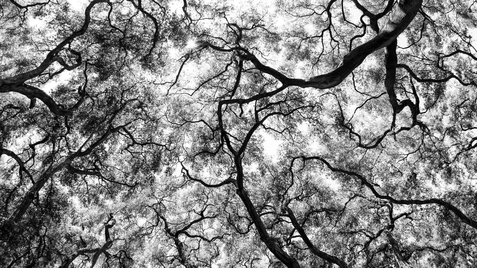 trees-2.JPG