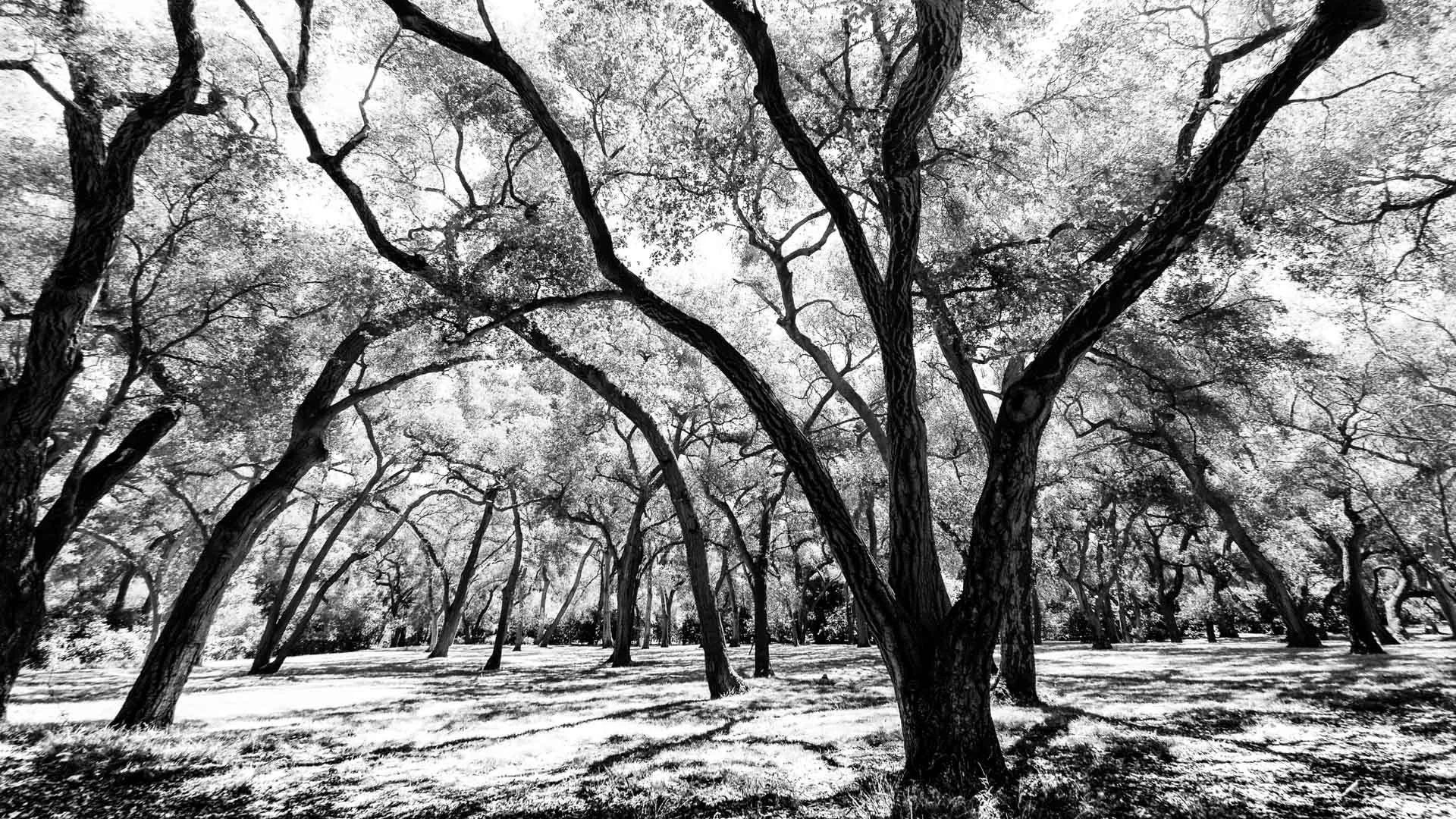 trees-3.JPG