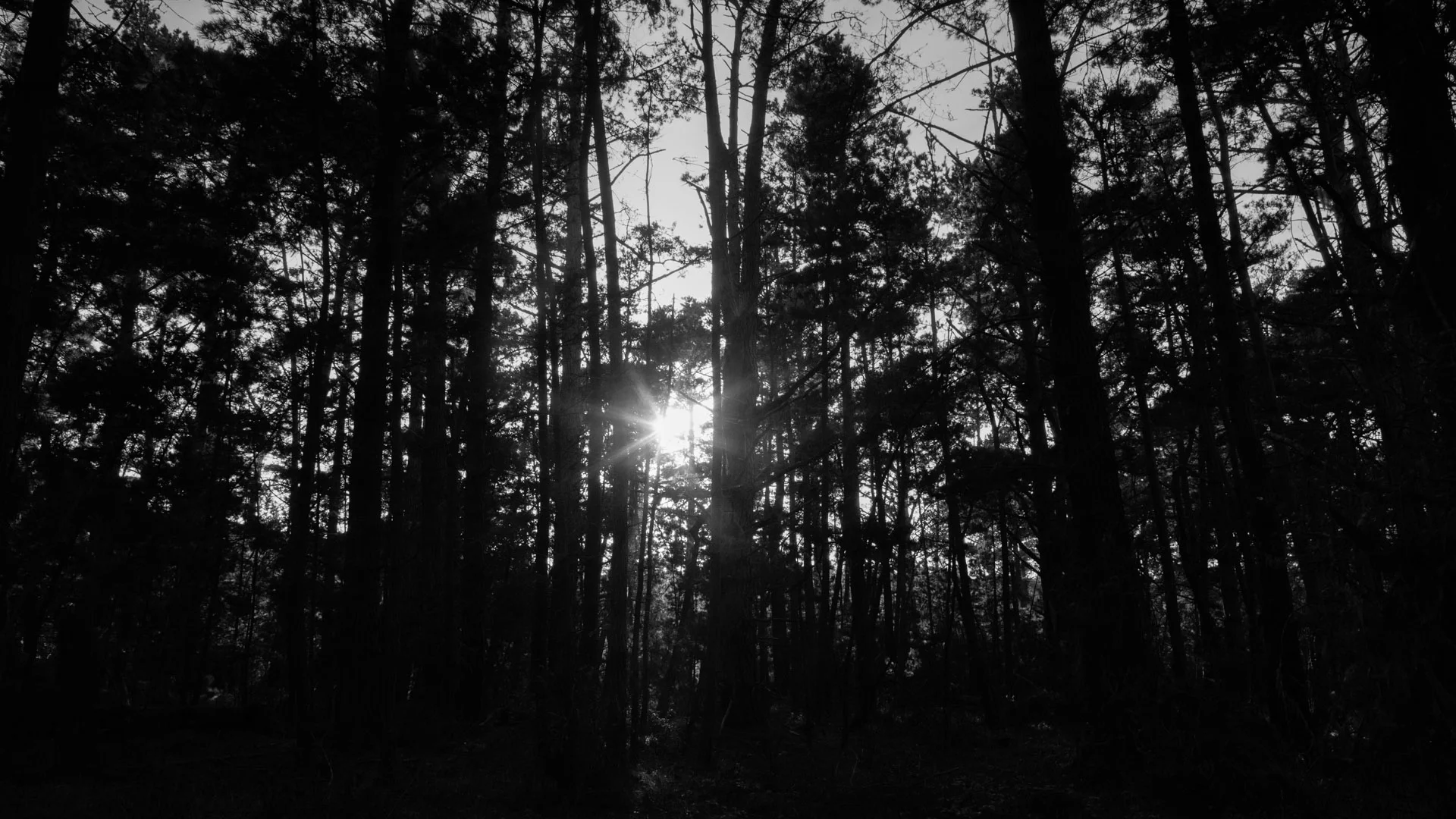 trees-4.JPG