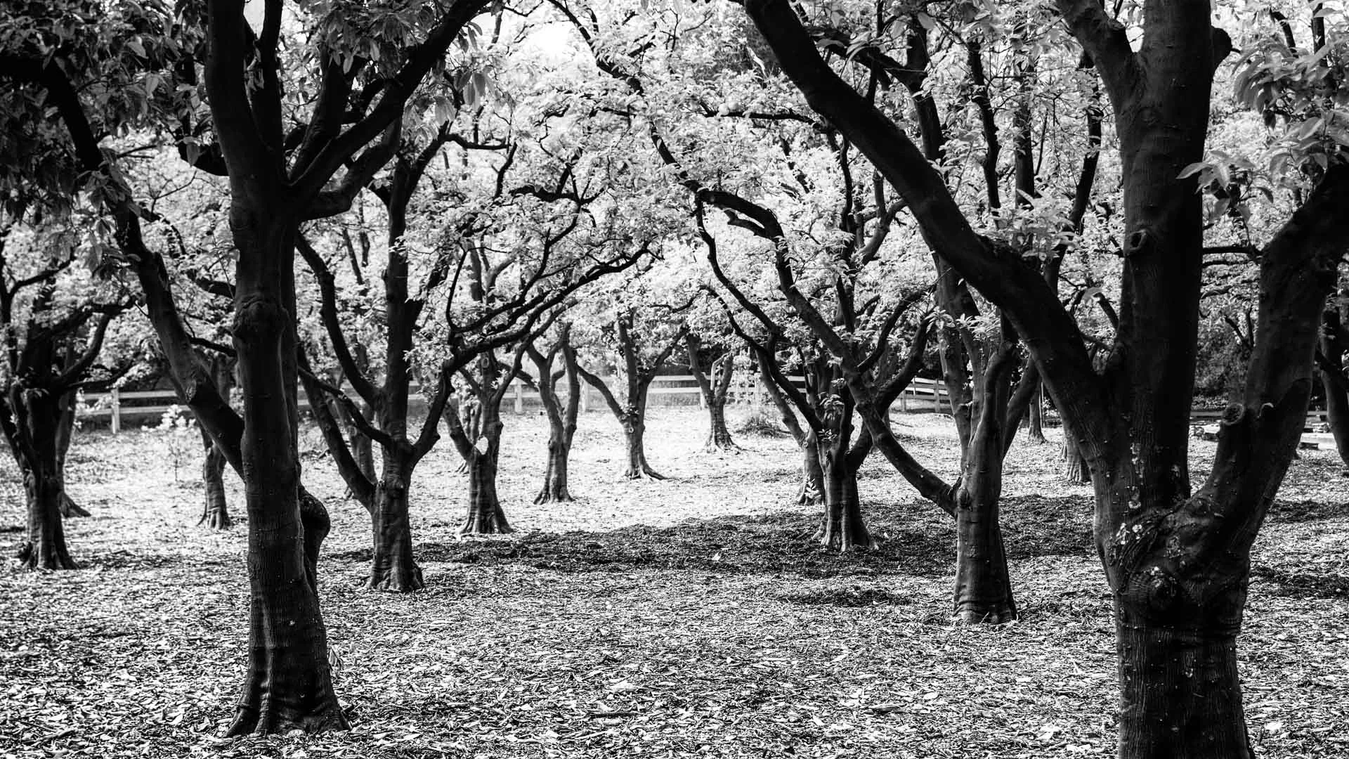 trees-5.JPG