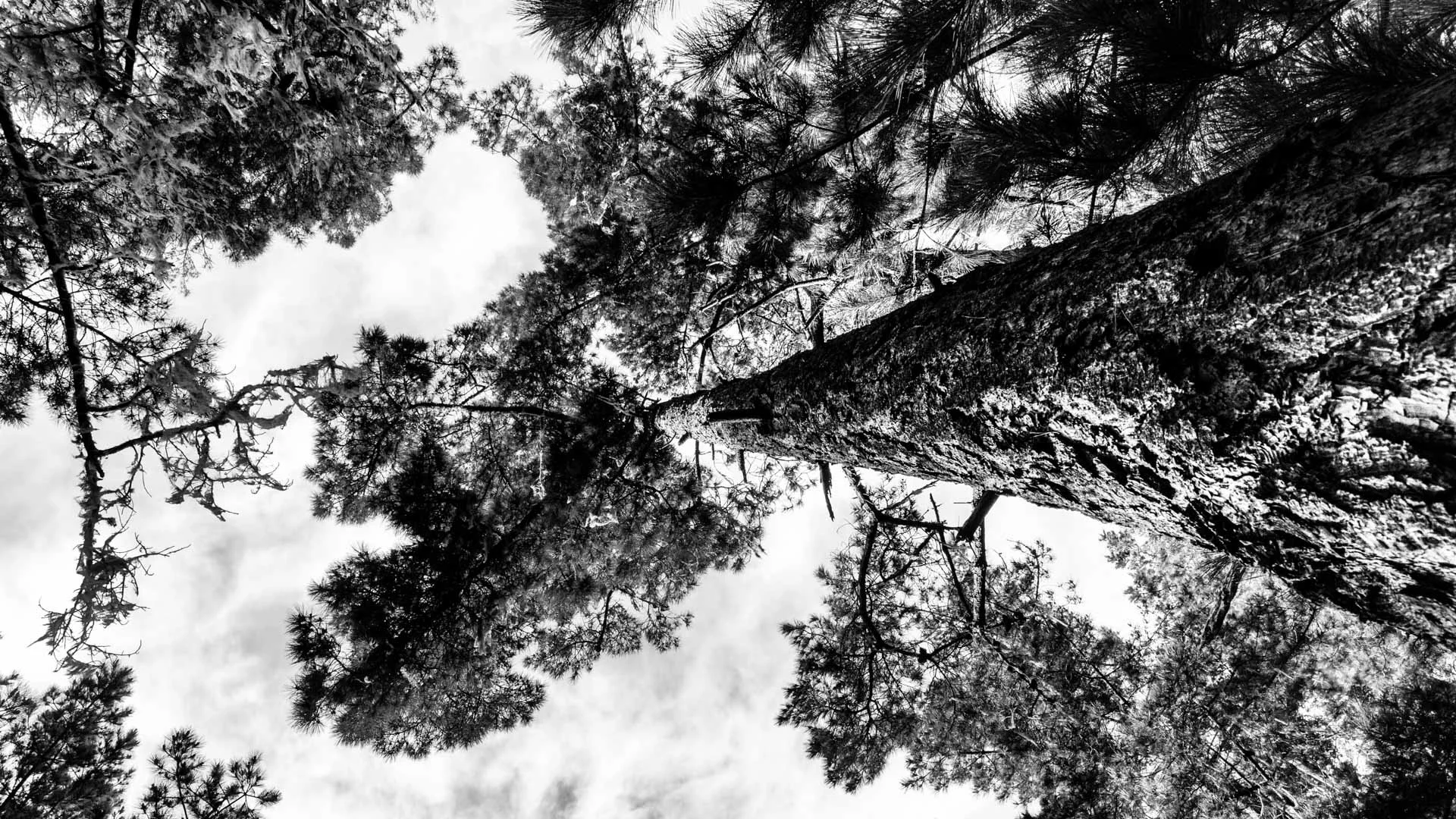 trees-6.JPG