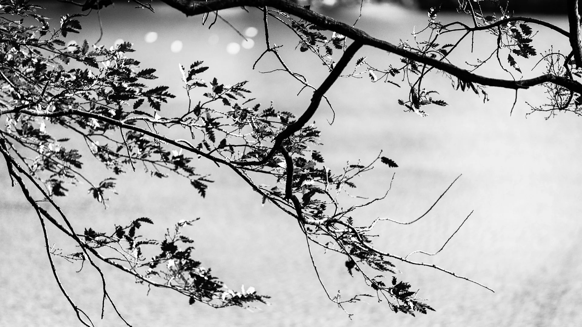 trees-7.JPG