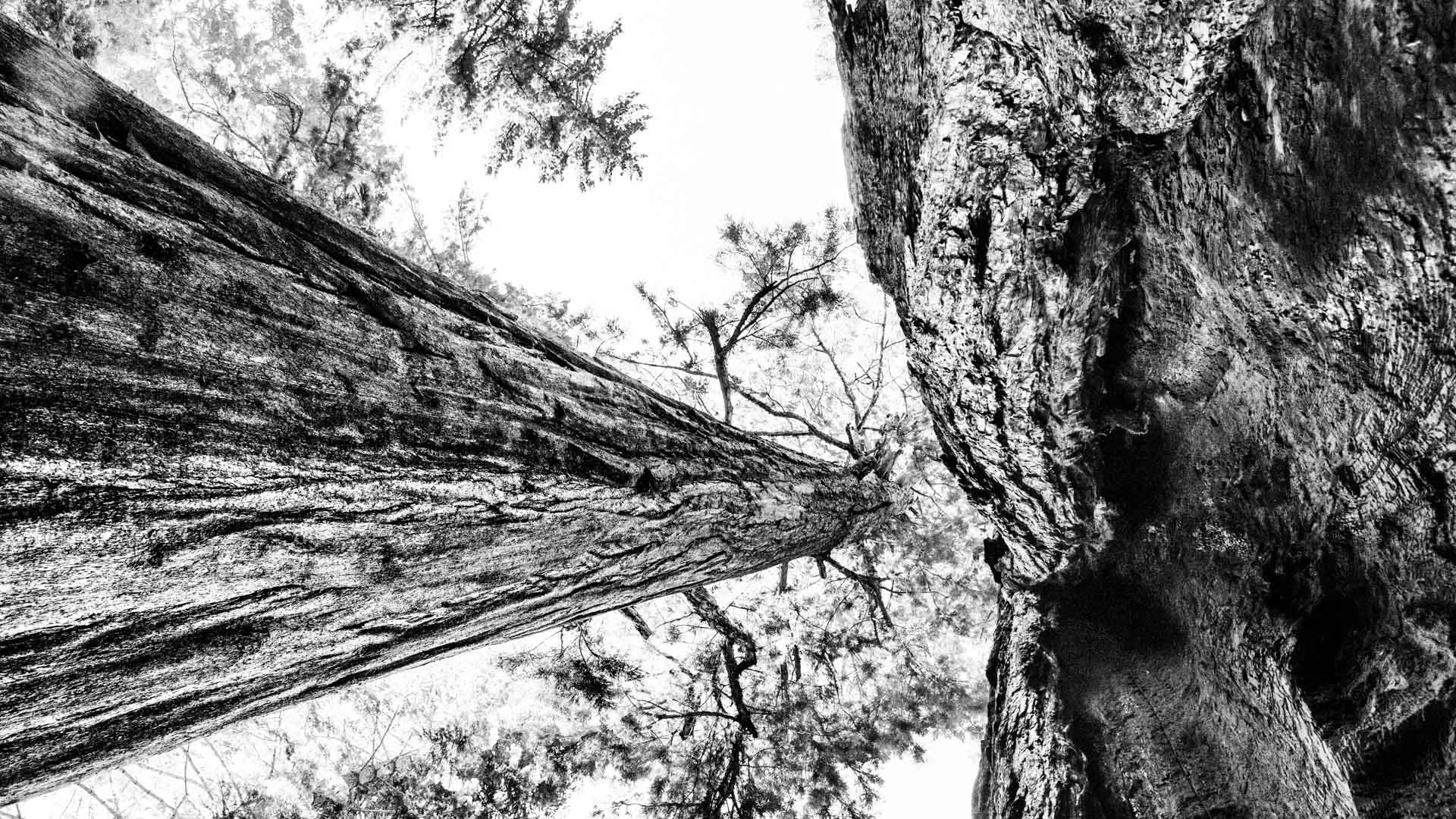 trees-8.JPG