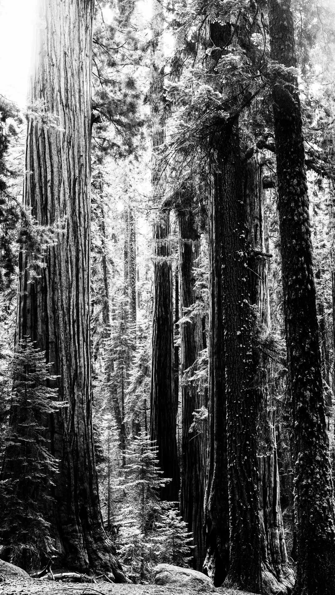 trees-9.JPG