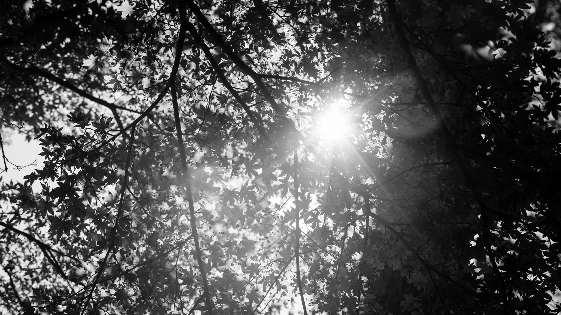 plants-2.JPG