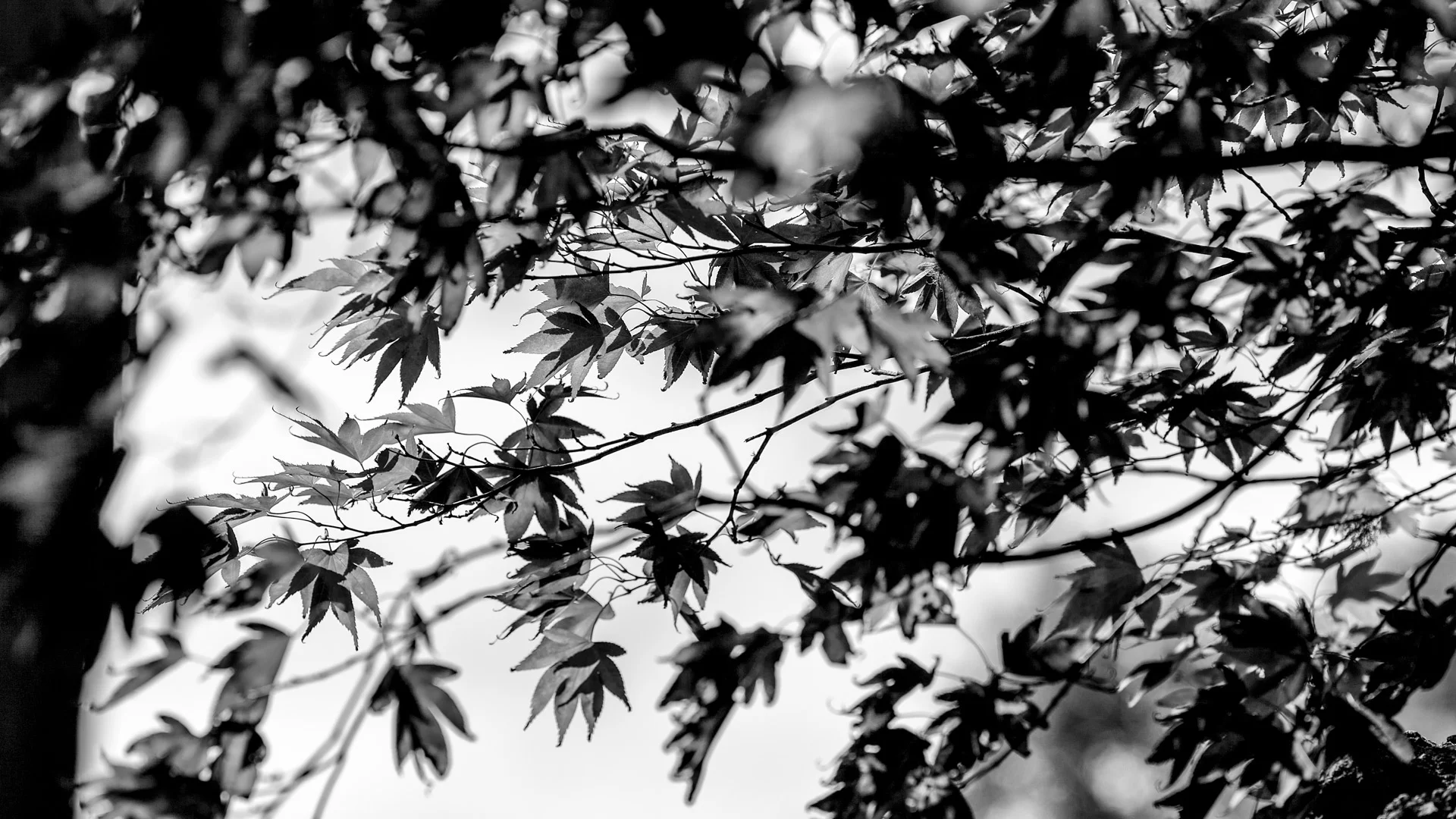 plants-1.JPG