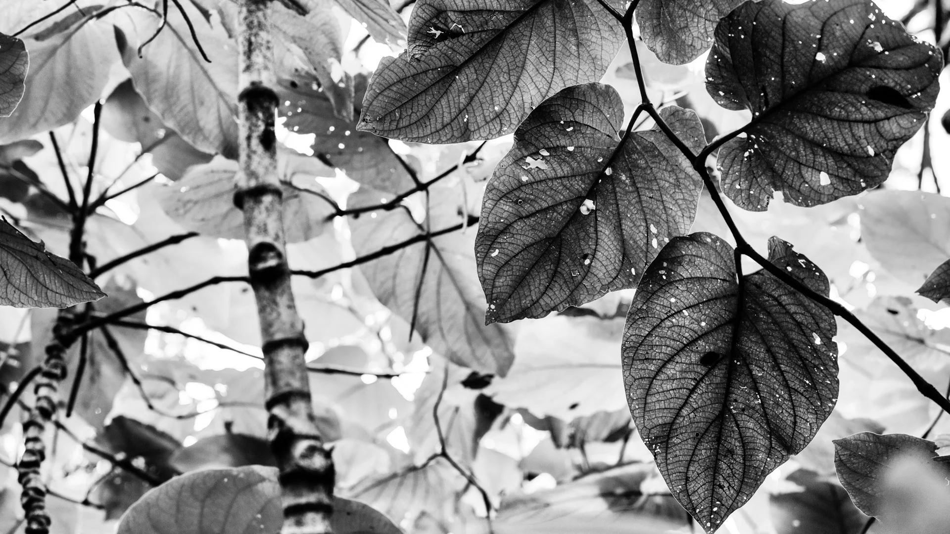 plants-3.JPG