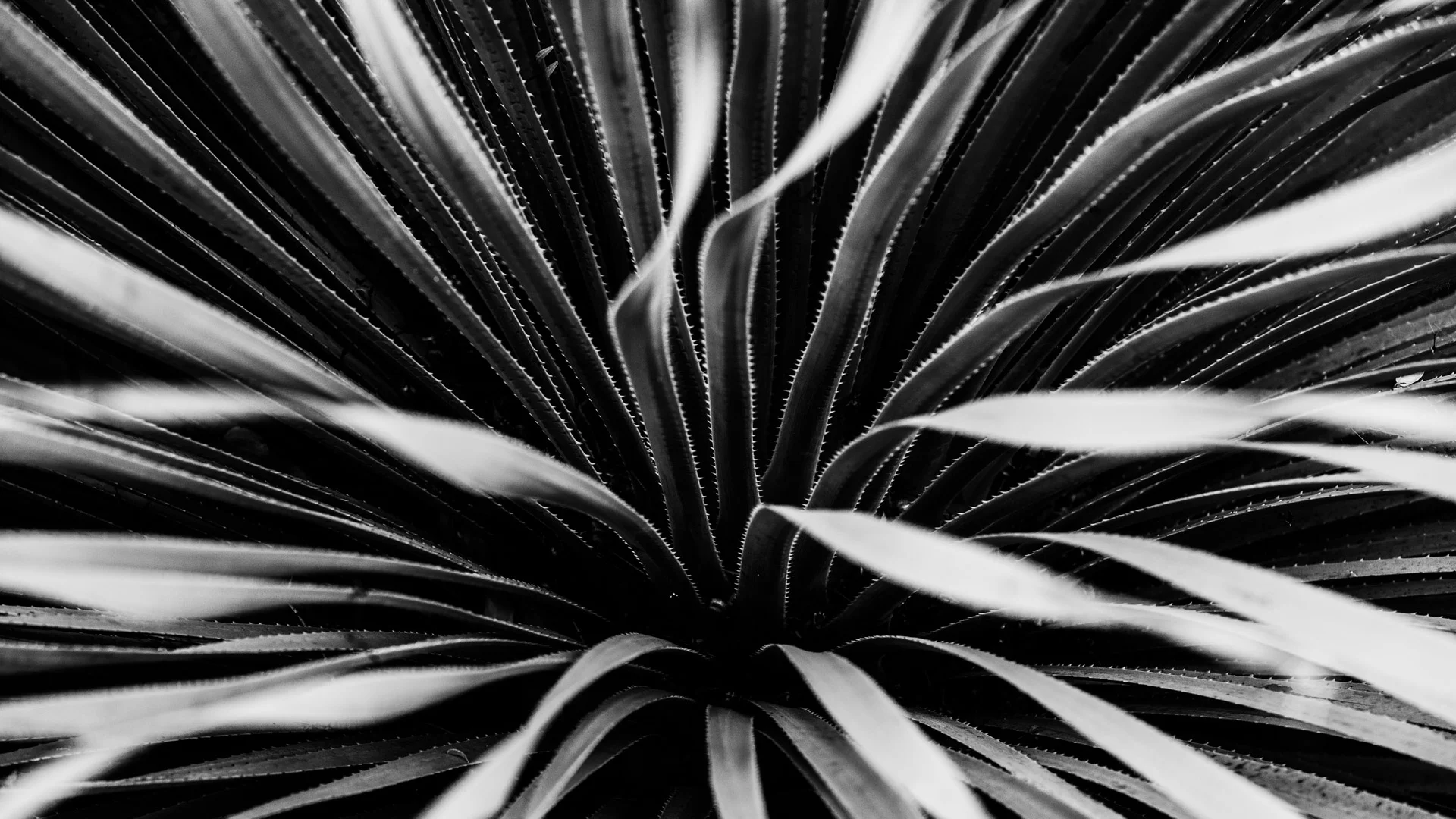 plants-5.JPG
