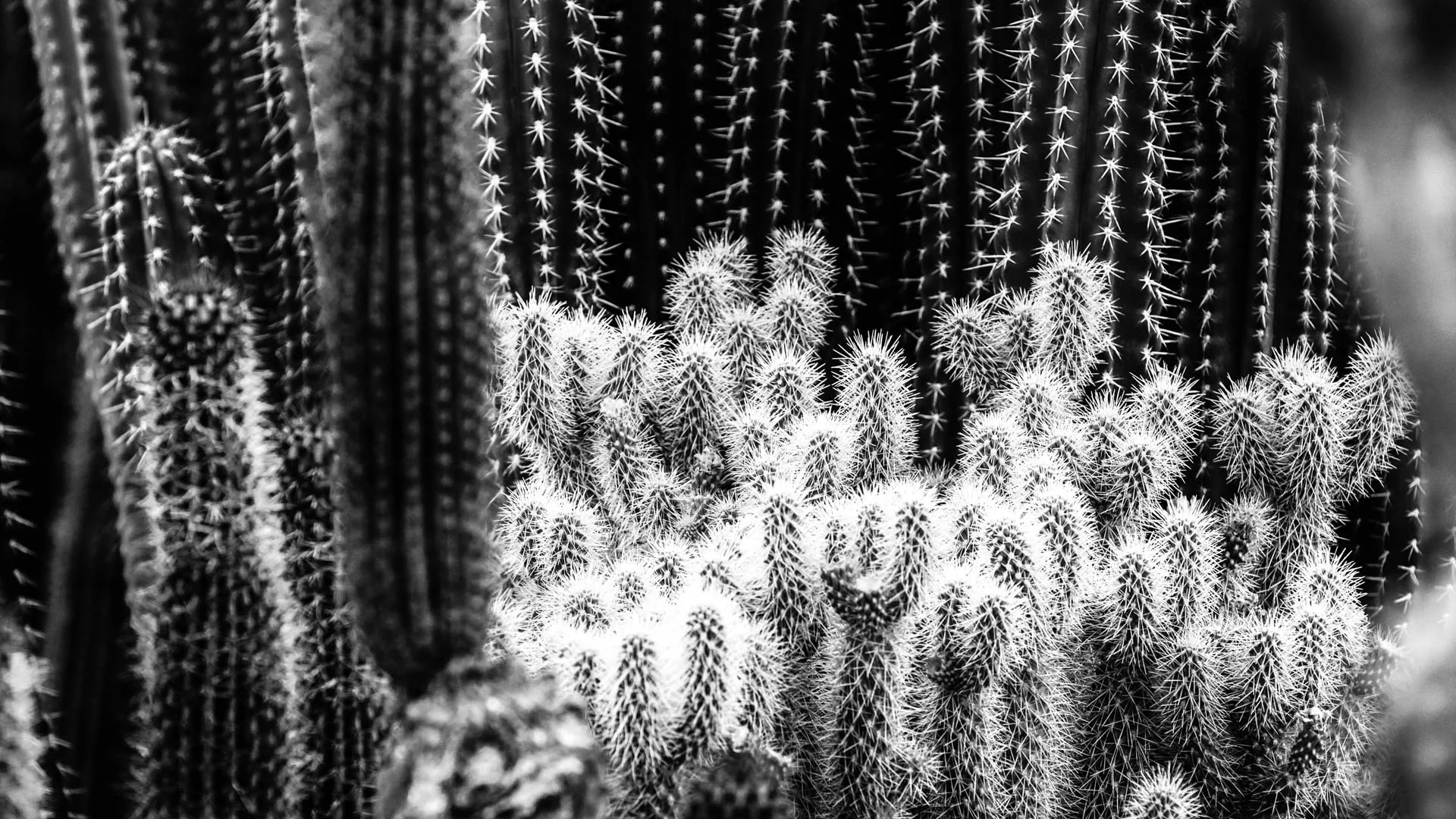 plants-6.JPG