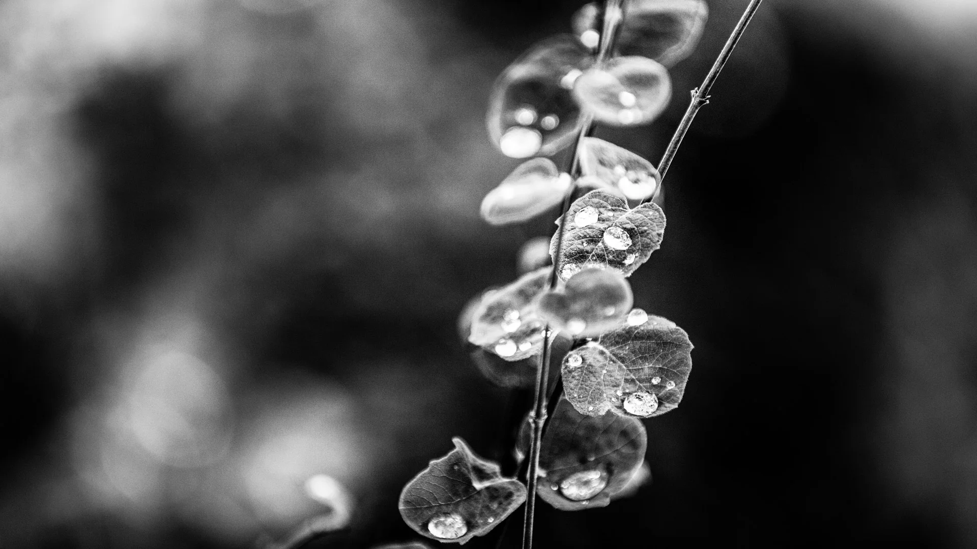 plants-7.JPG