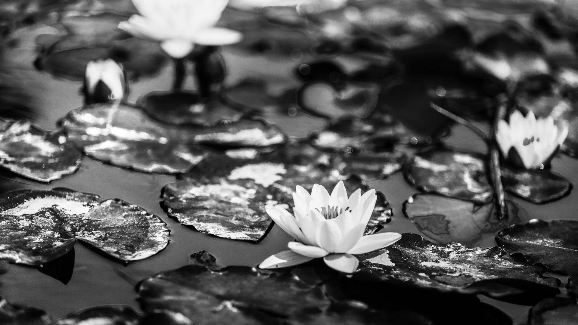 plants-8.JPG