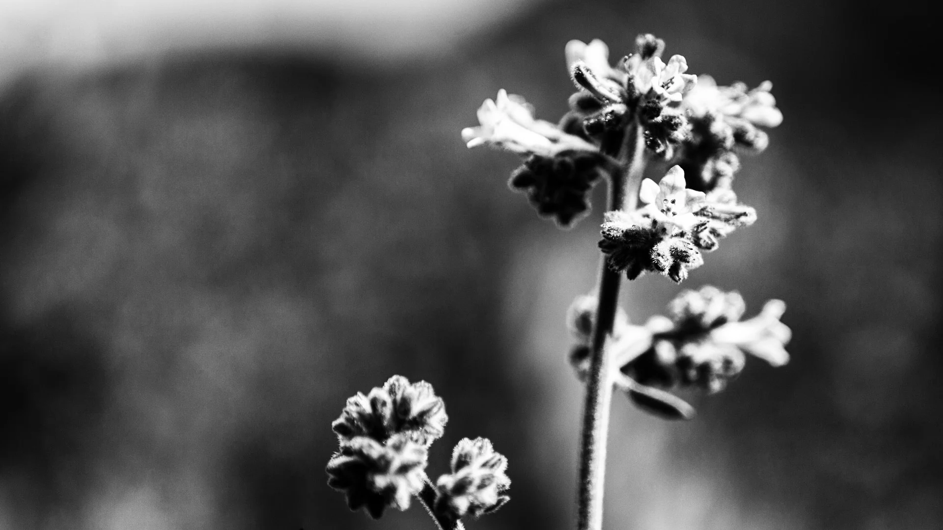 plants-9.JPG
