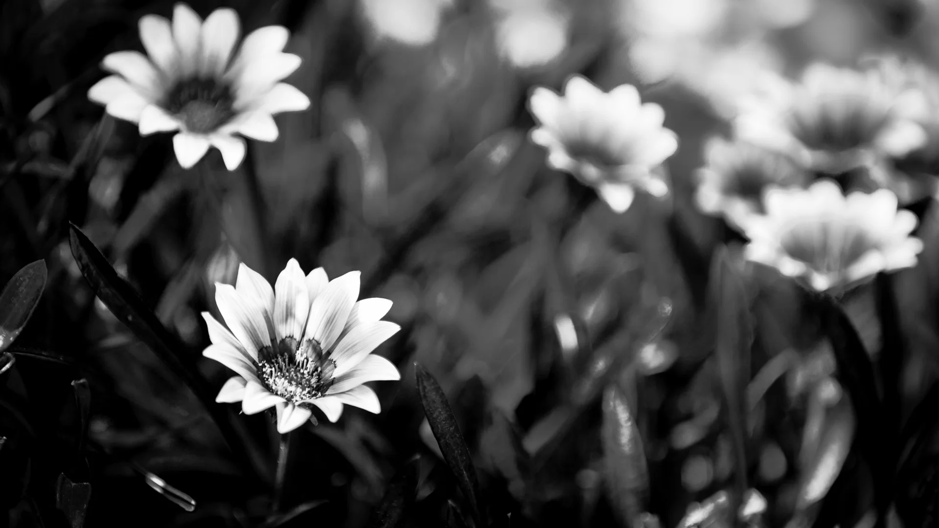 flowers-1.JPG