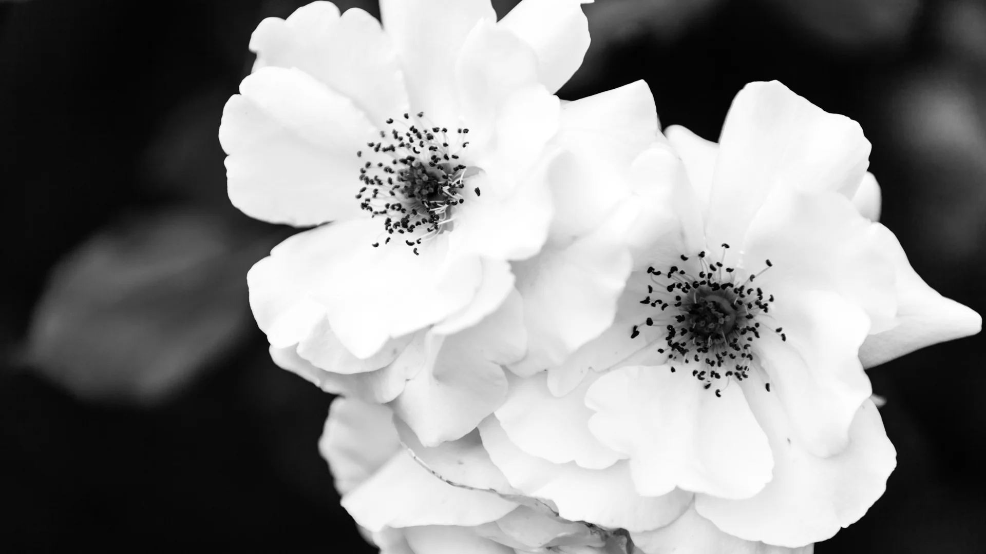flowers-4.JPG
