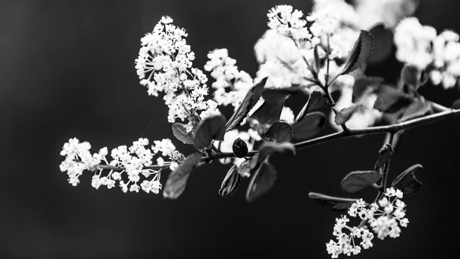 flowers-3.JPG