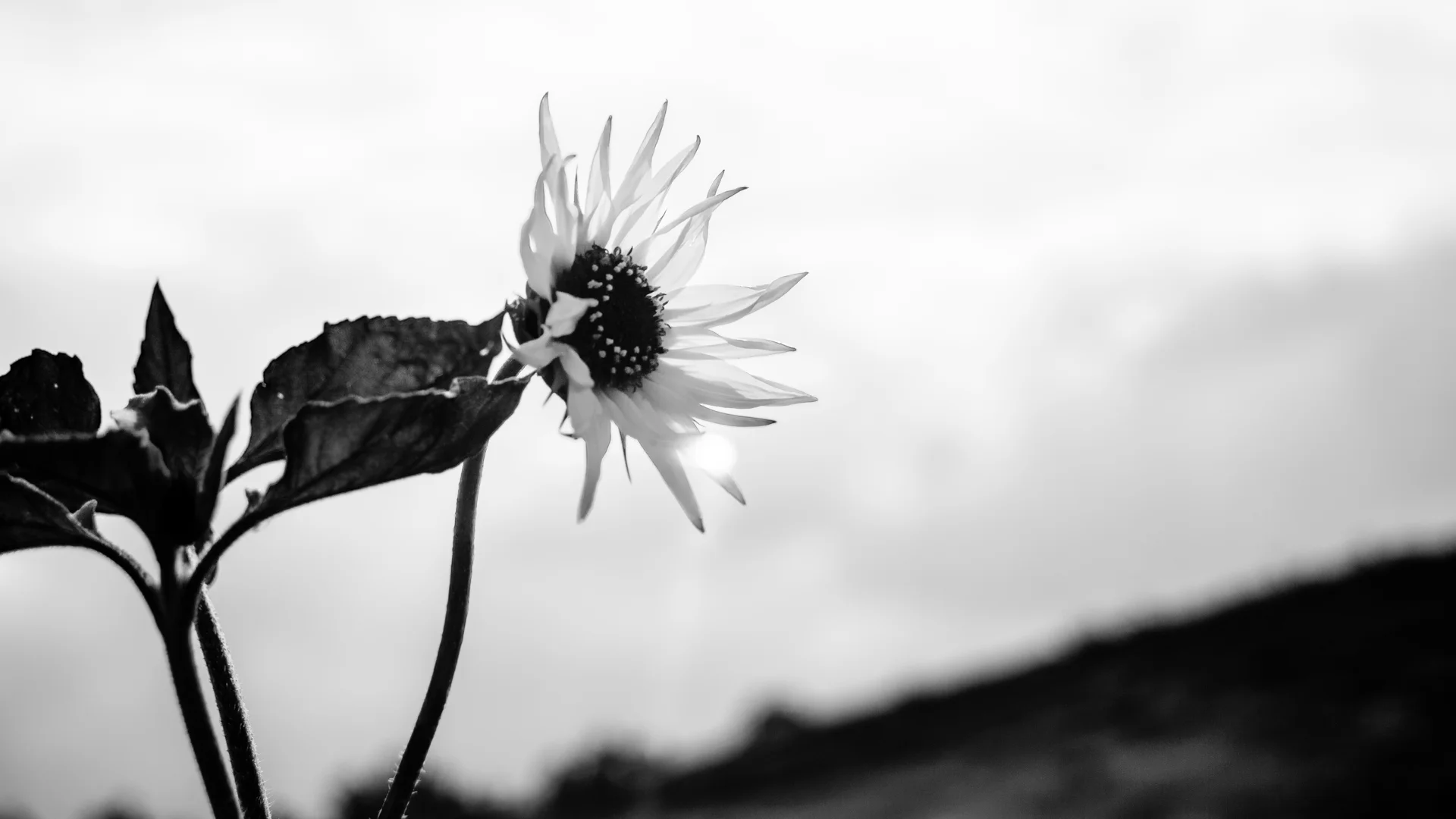 flowers-5.JPG