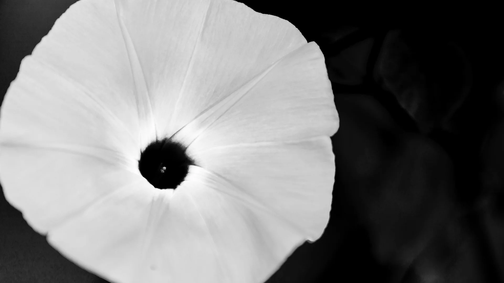 flowers-6.JPG