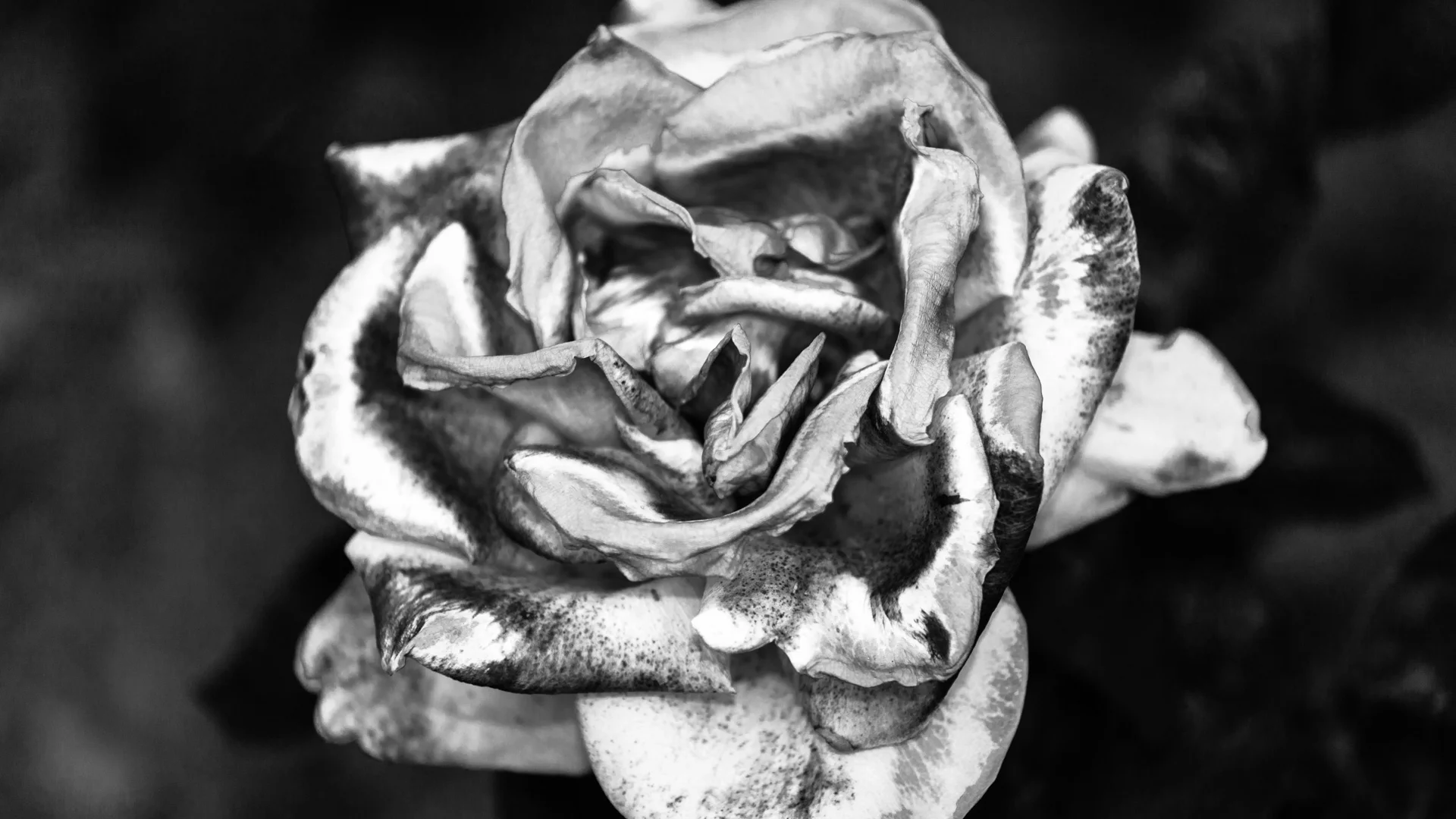 flowers-7.JPG