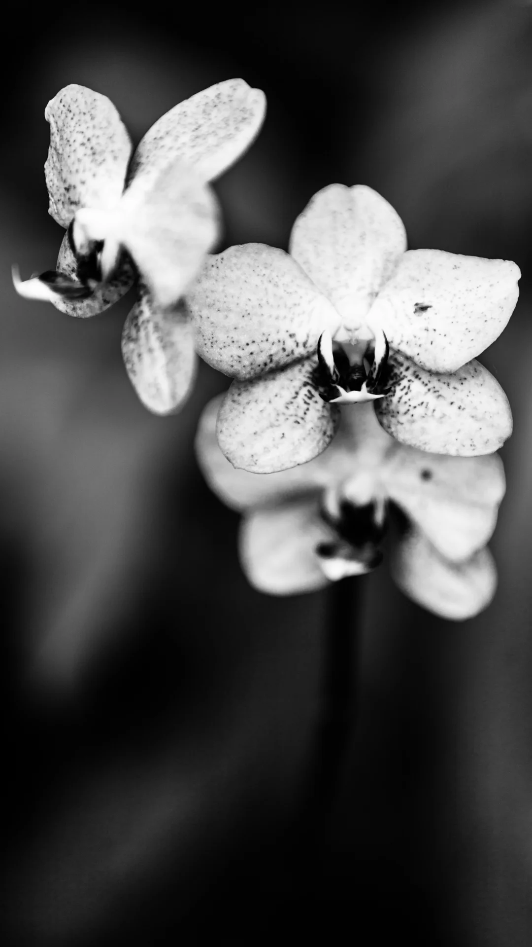 flowers-8.JPG
