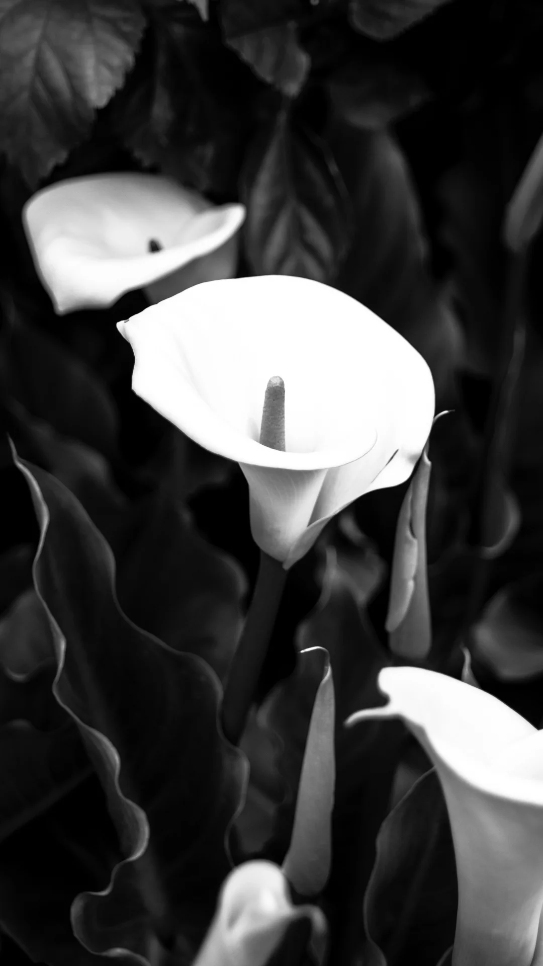flowers-9.JPG