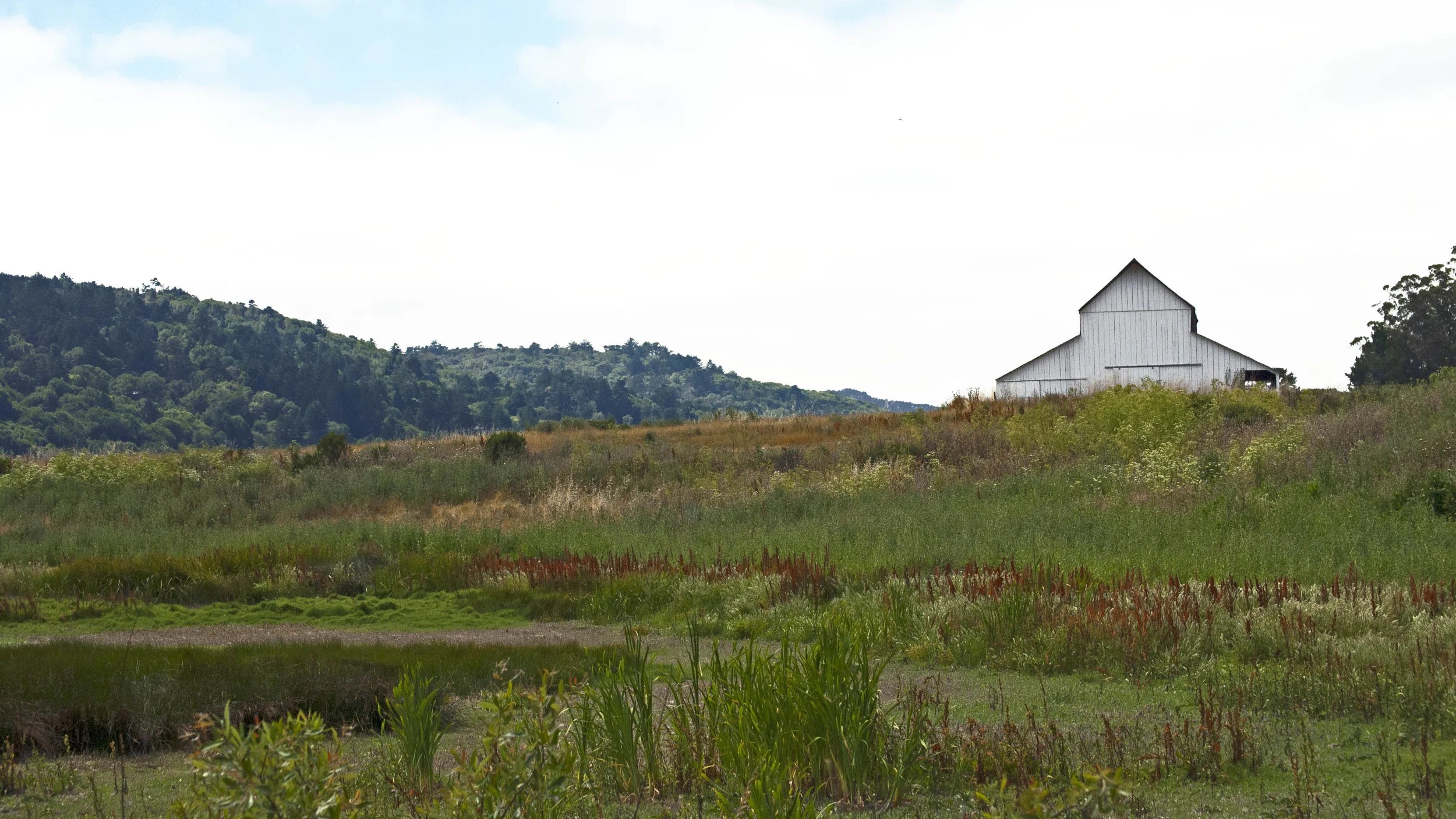 The oldest barn on the former Giacomini Dairy Ranch.
