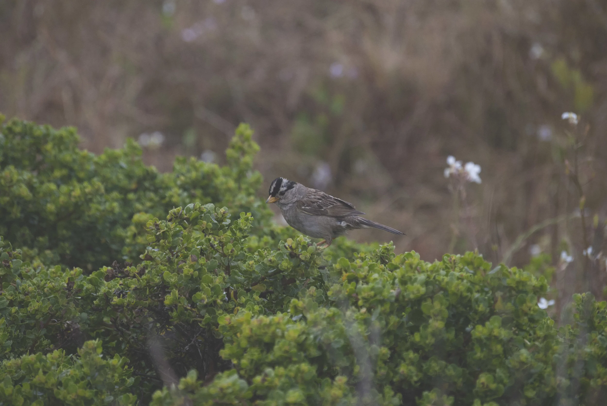 White-Crowned Sparrow / Photo by Chuck
