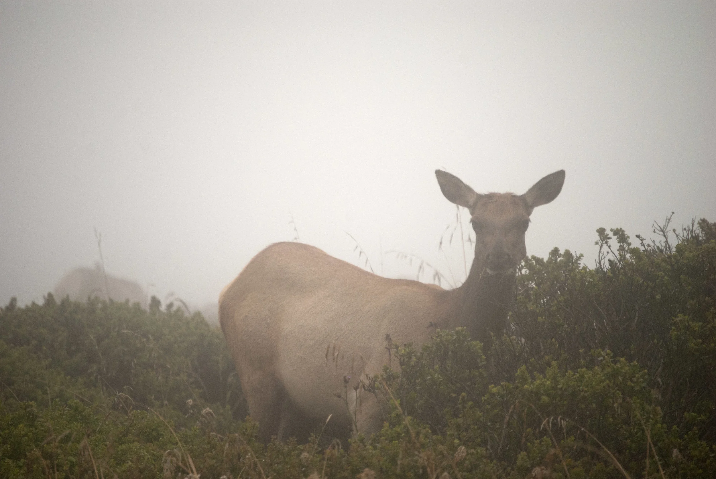 Tule Elk / Photo by Chuck