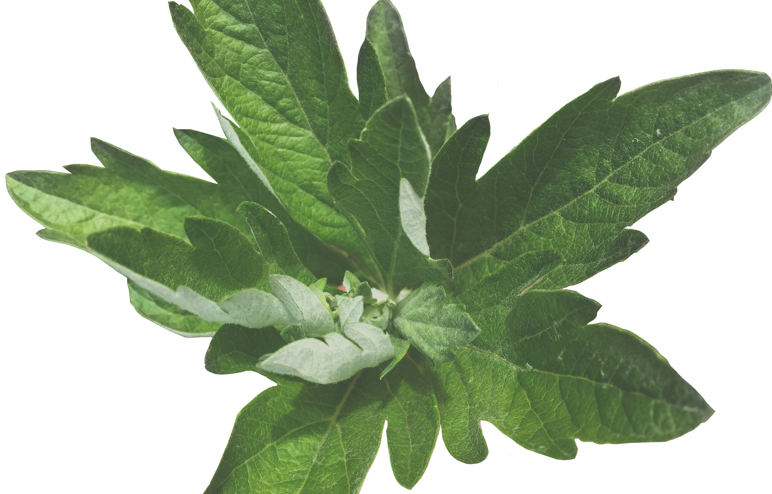 Artemesia douglasiana (California Mugwort)