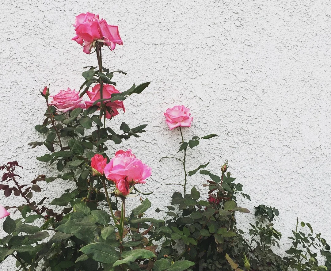Photo of my grandma's roses. Admire their beauty, but do not eat roses that have been treated with pesticides!