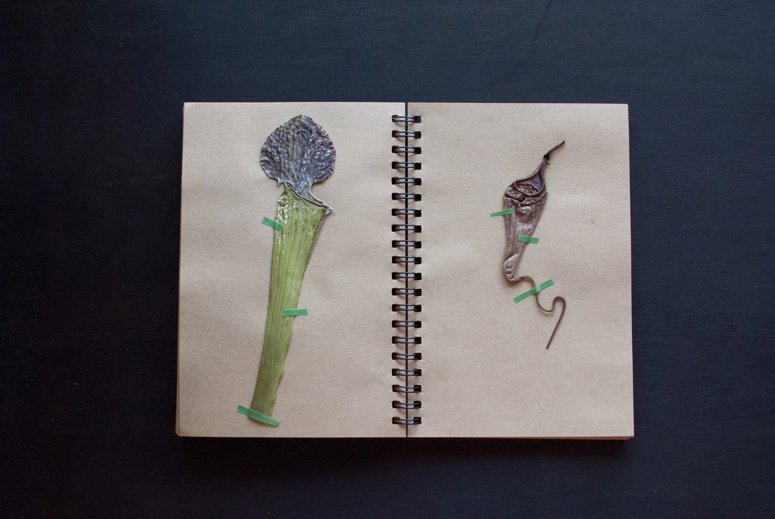 flowerbook5.jpg