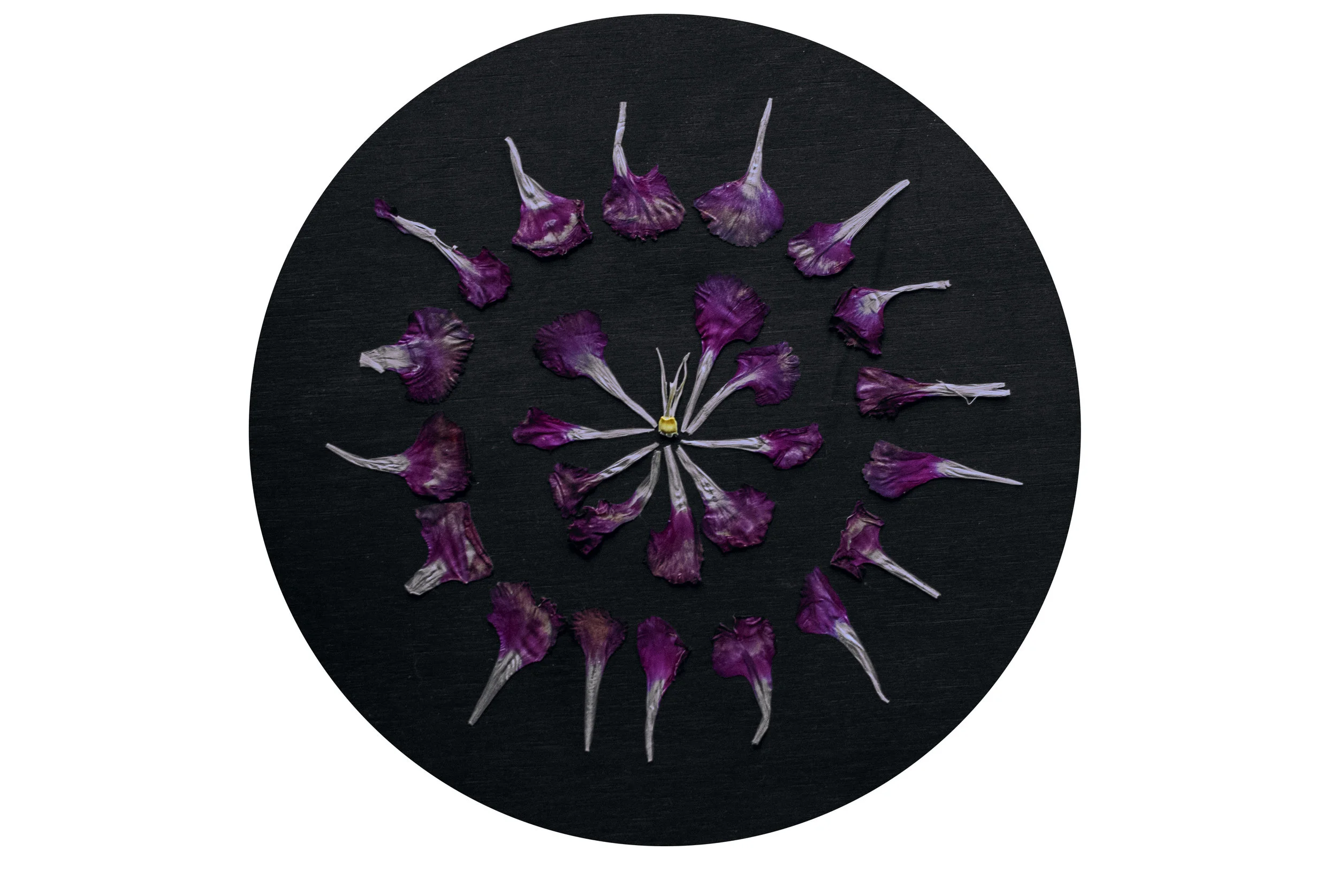 flowermandala.jpg
