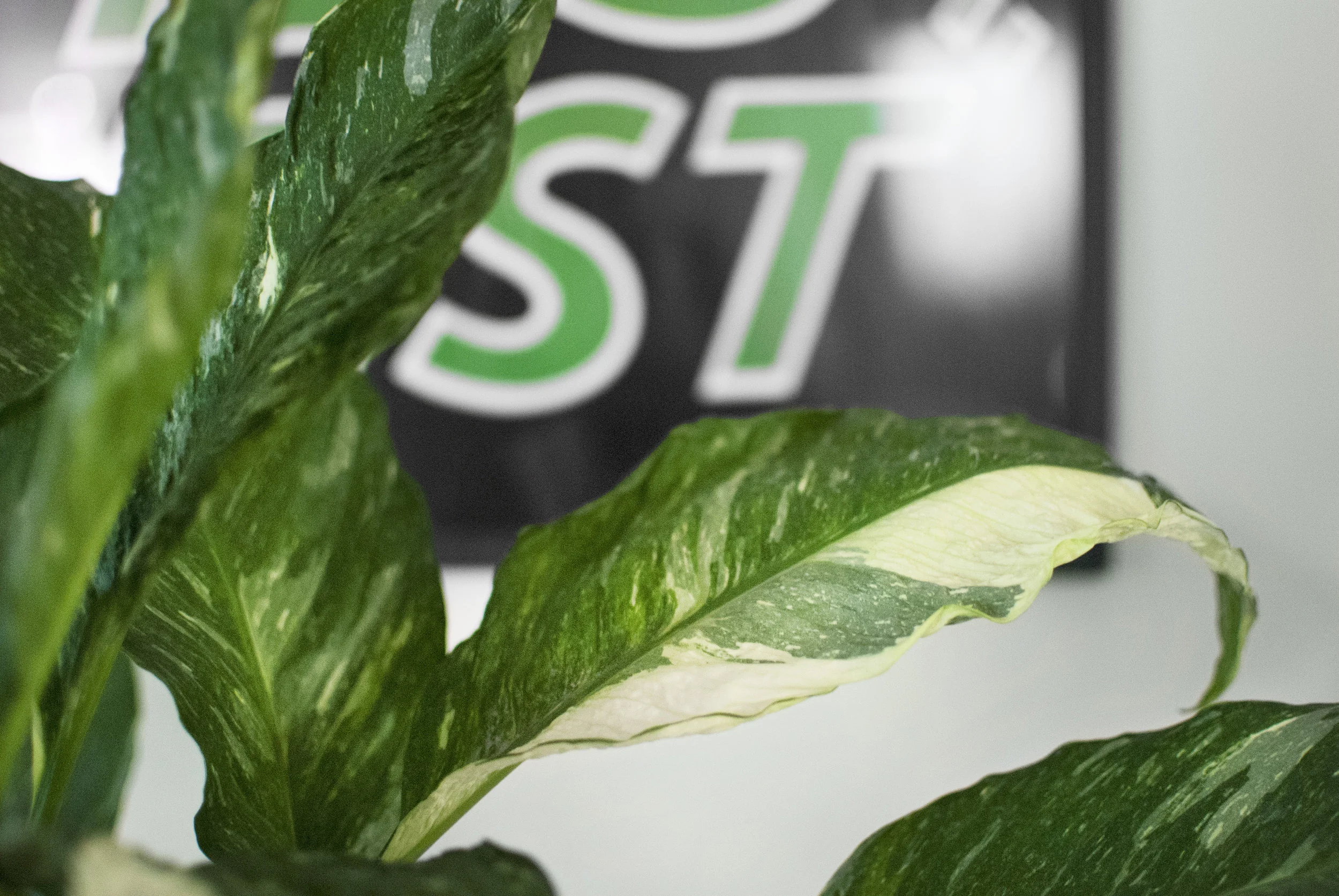 Each leaf of this variegated peace lily look like paintings!