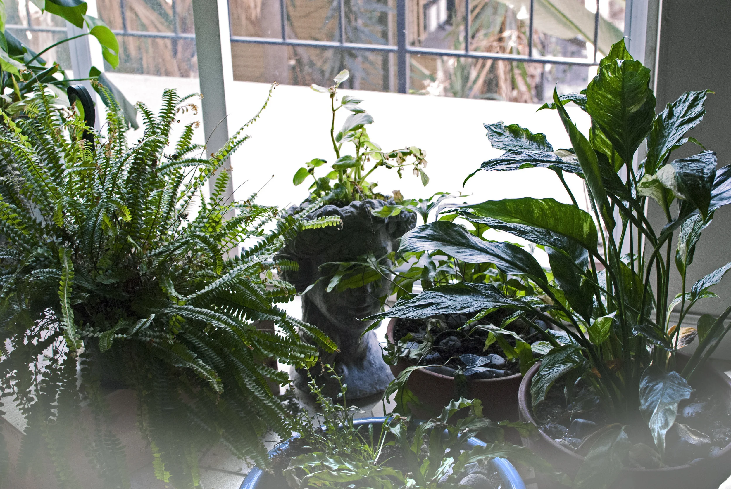 houseplants.jpg