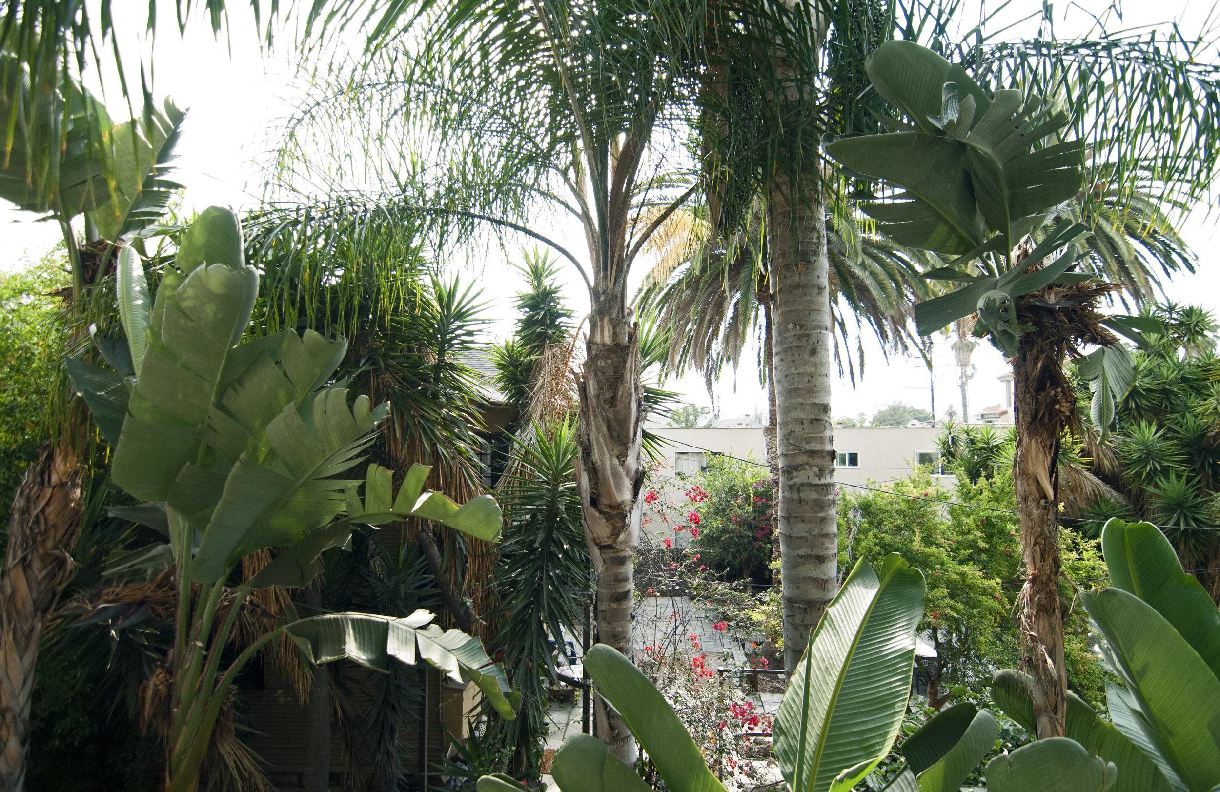 THERE GROW GIANTS / Giant Birds of Paradise + Palm Trees. Front window views.