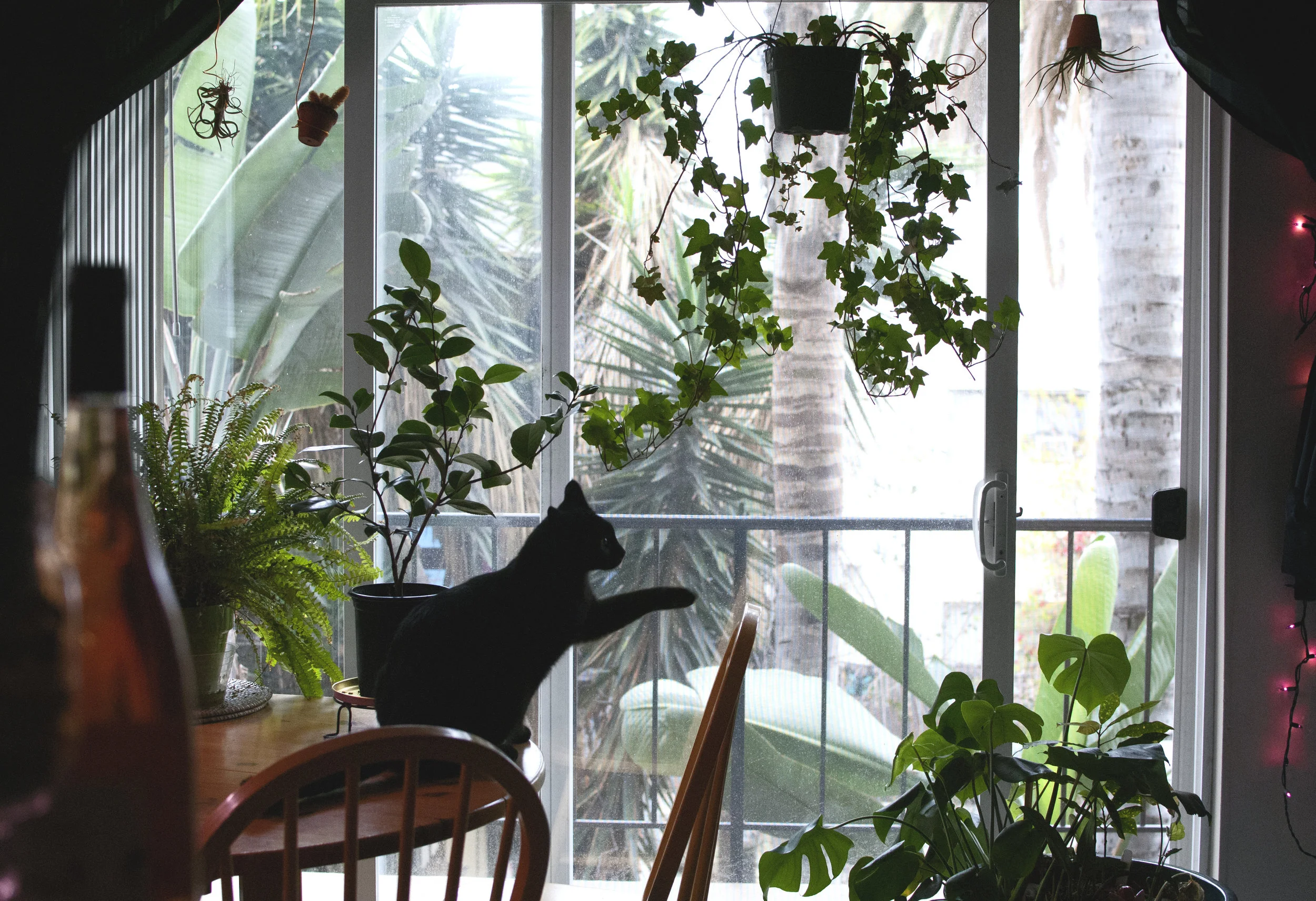 window.jpg