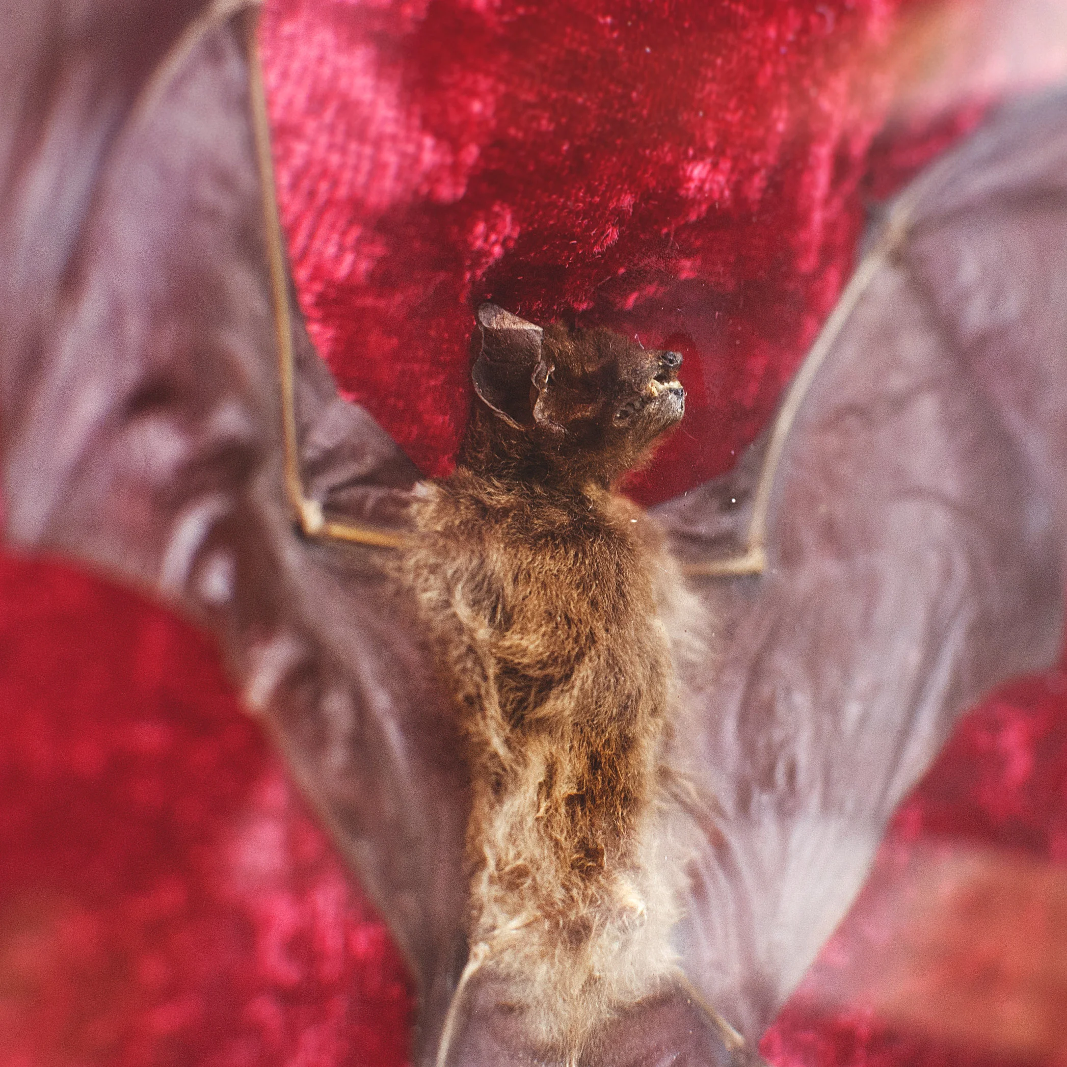 BAT FACE. Close-up of this adorable tiny bat face.