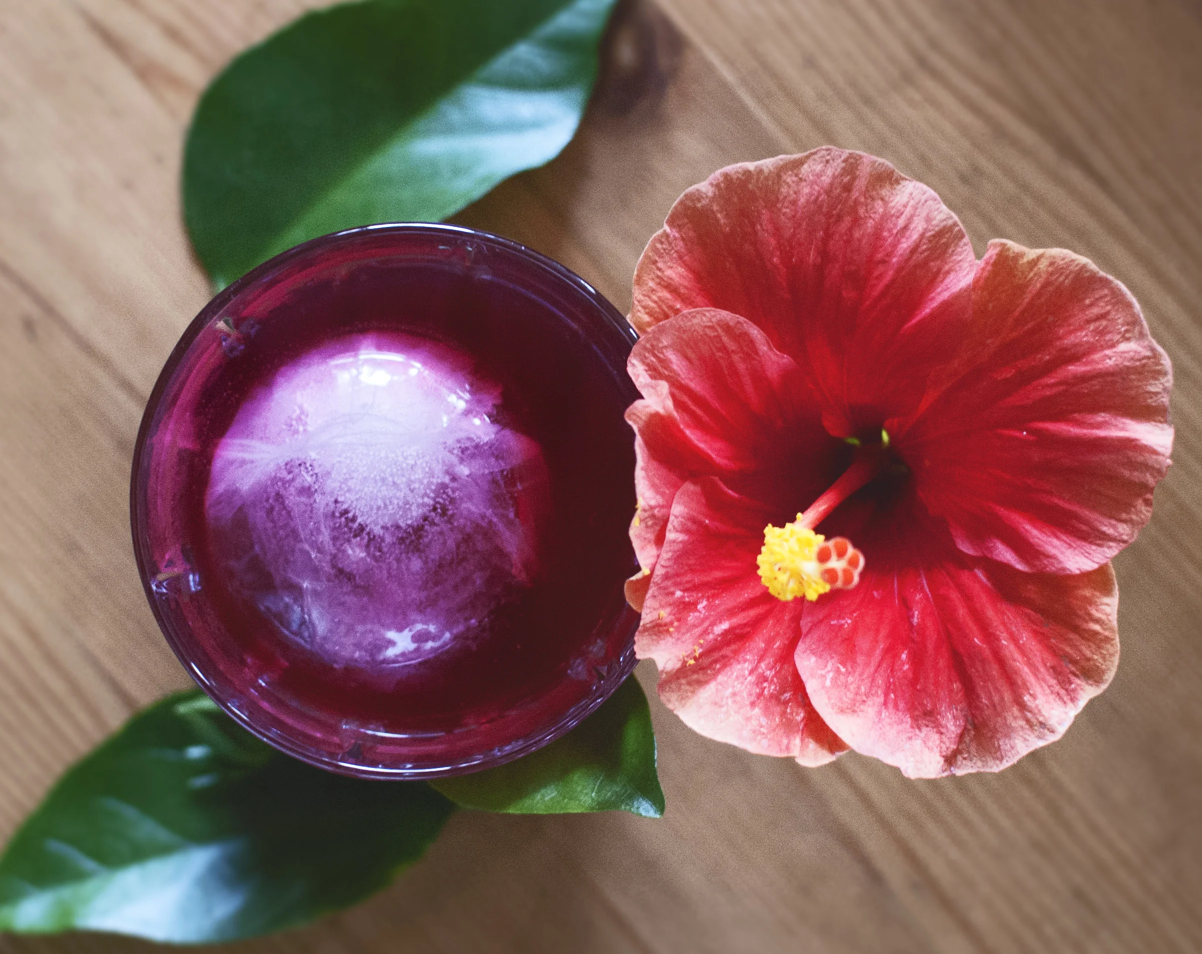 Hibiscus Elderflower Iced Tea + the flower of a Hibiscus rosa-sinensis