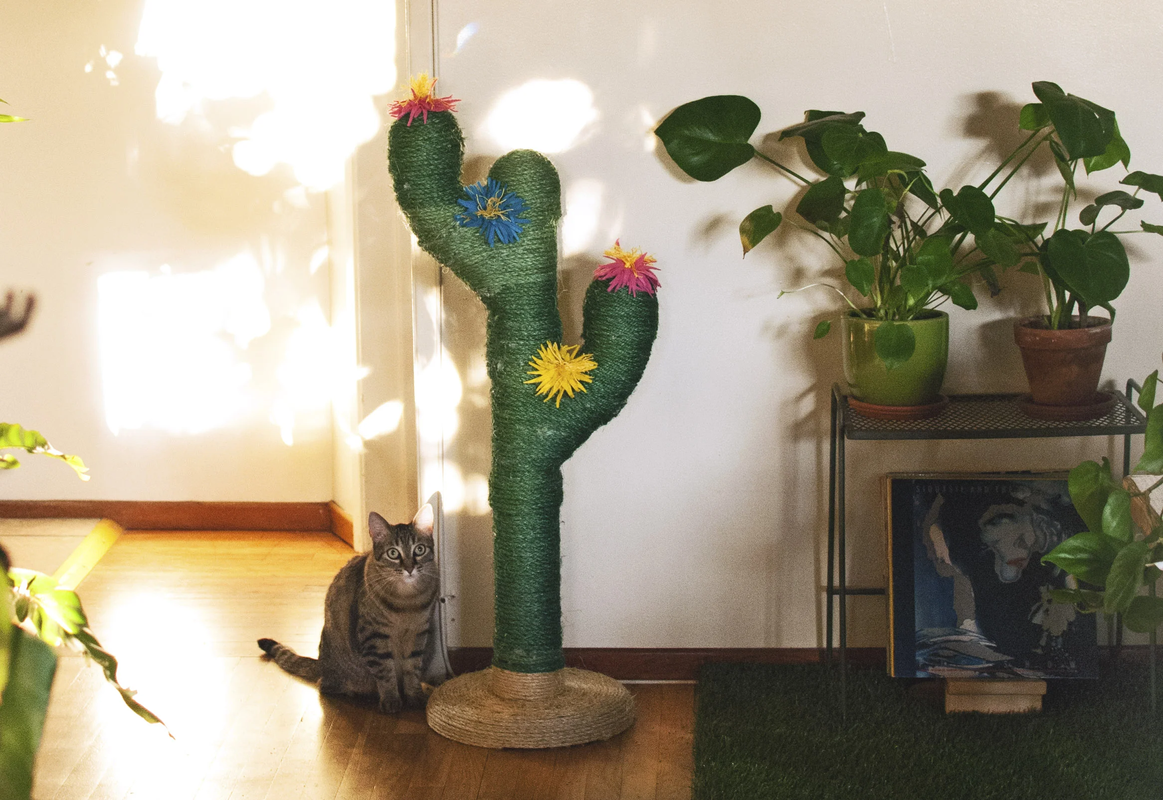cactus5.jpg