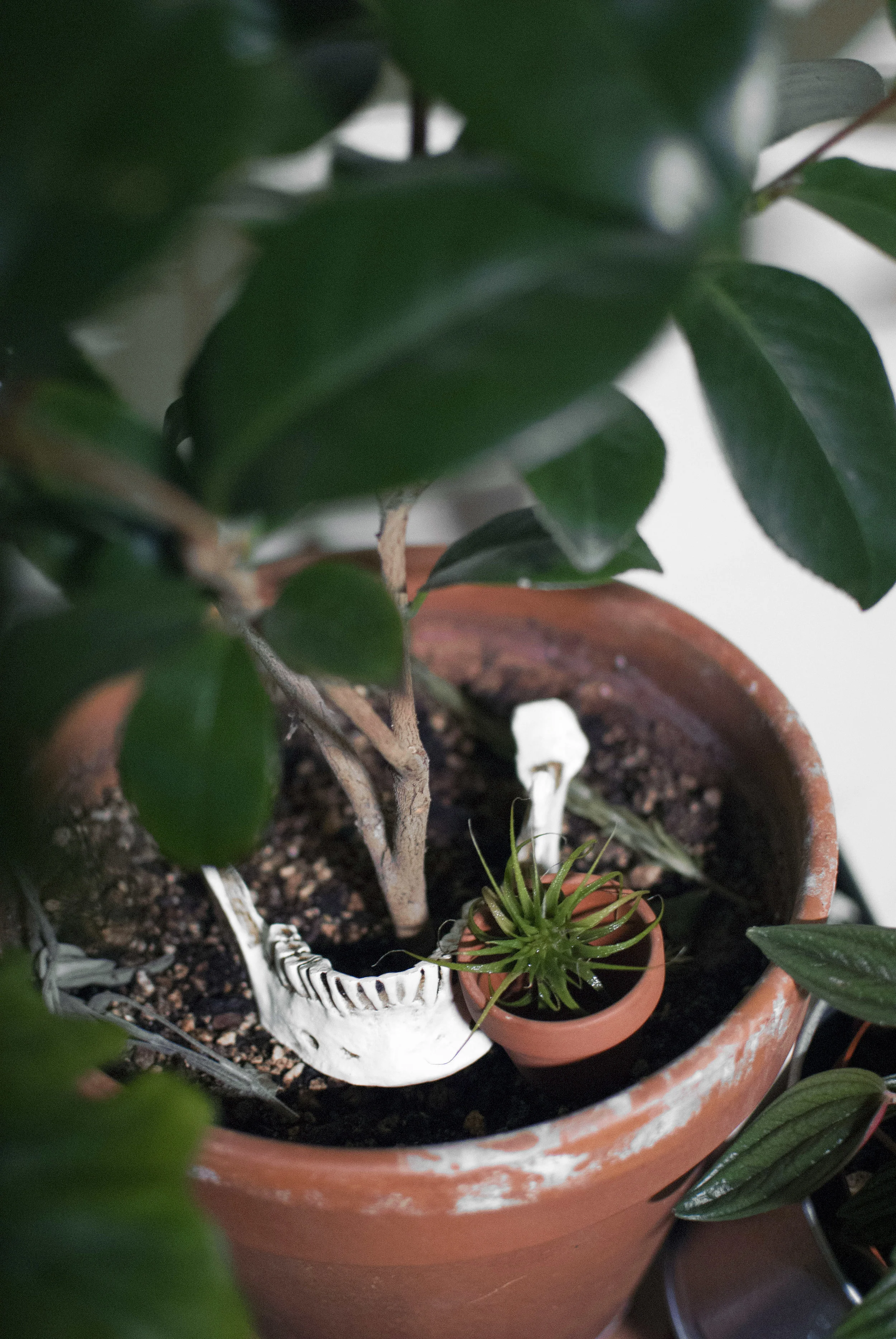 Skeleton parts (jaw bone) in a Camellia garden pot, next to an freaky alien Tillandsia .