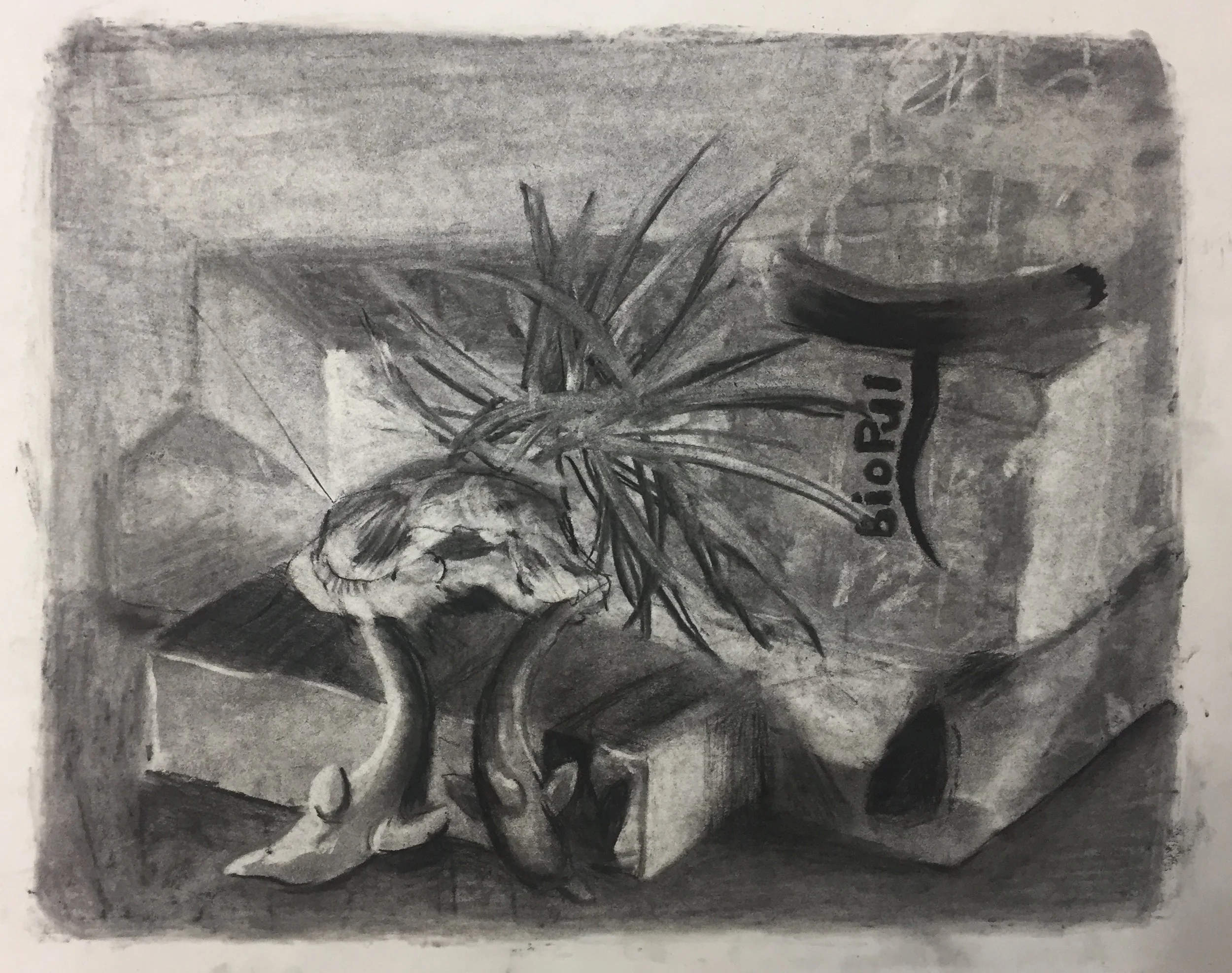 Travaglini_Goodwill Still Life.JPG