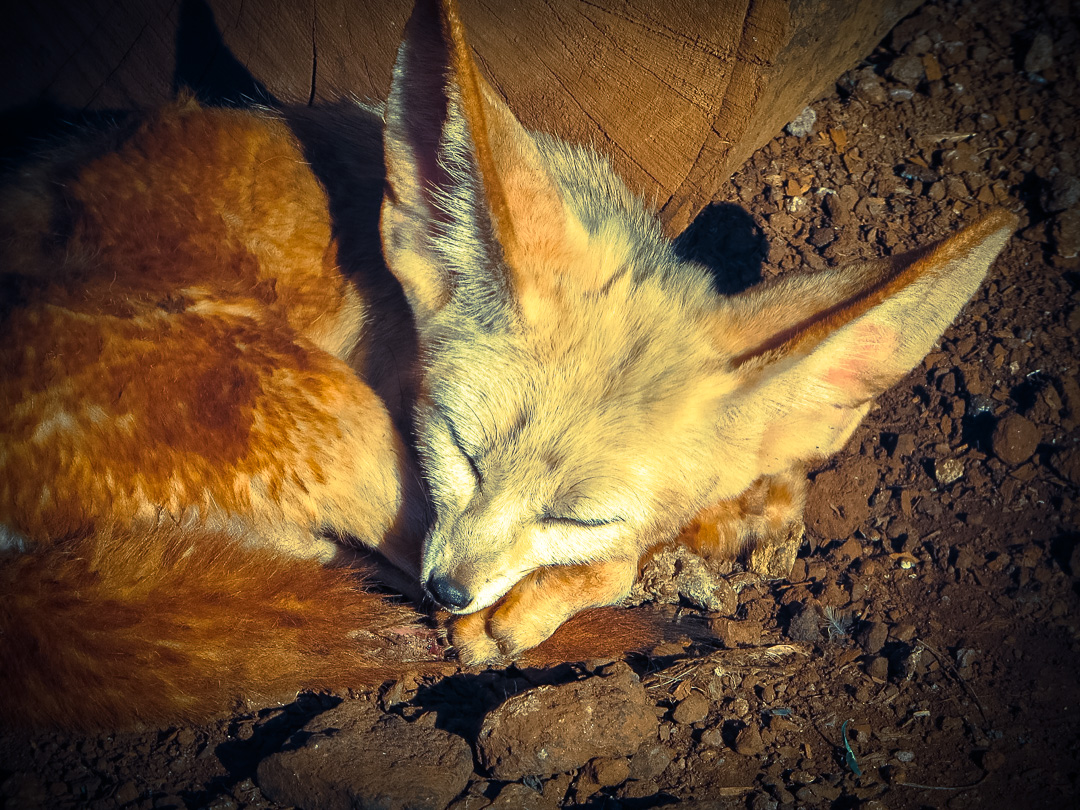 Roaming Fox's Travel, adventure & safari blog den
